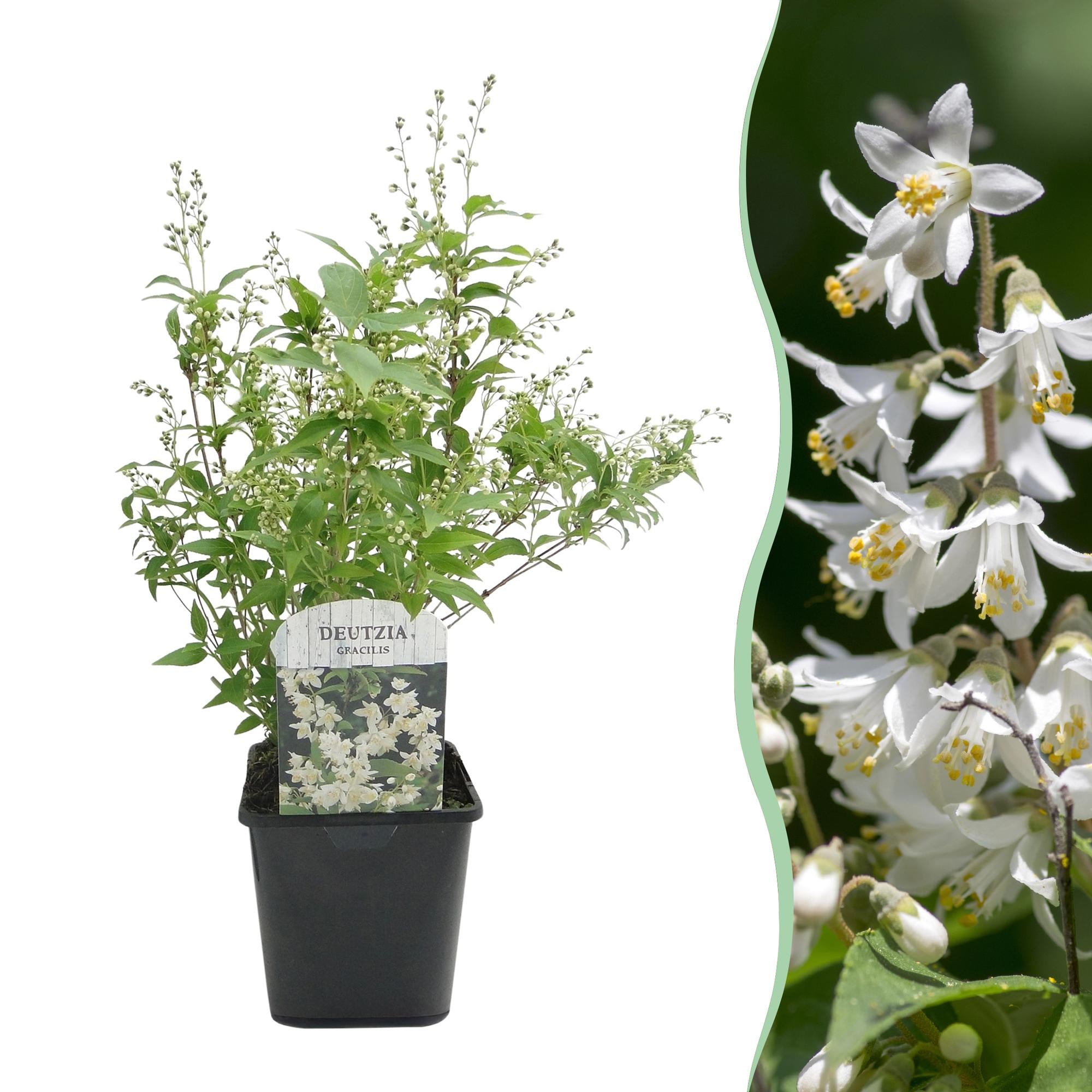 Arbusto di Mayflower (Deutzia gracilis) – fiori bianchi, deciduo, vaso da 17 cm, altezza 45 cm