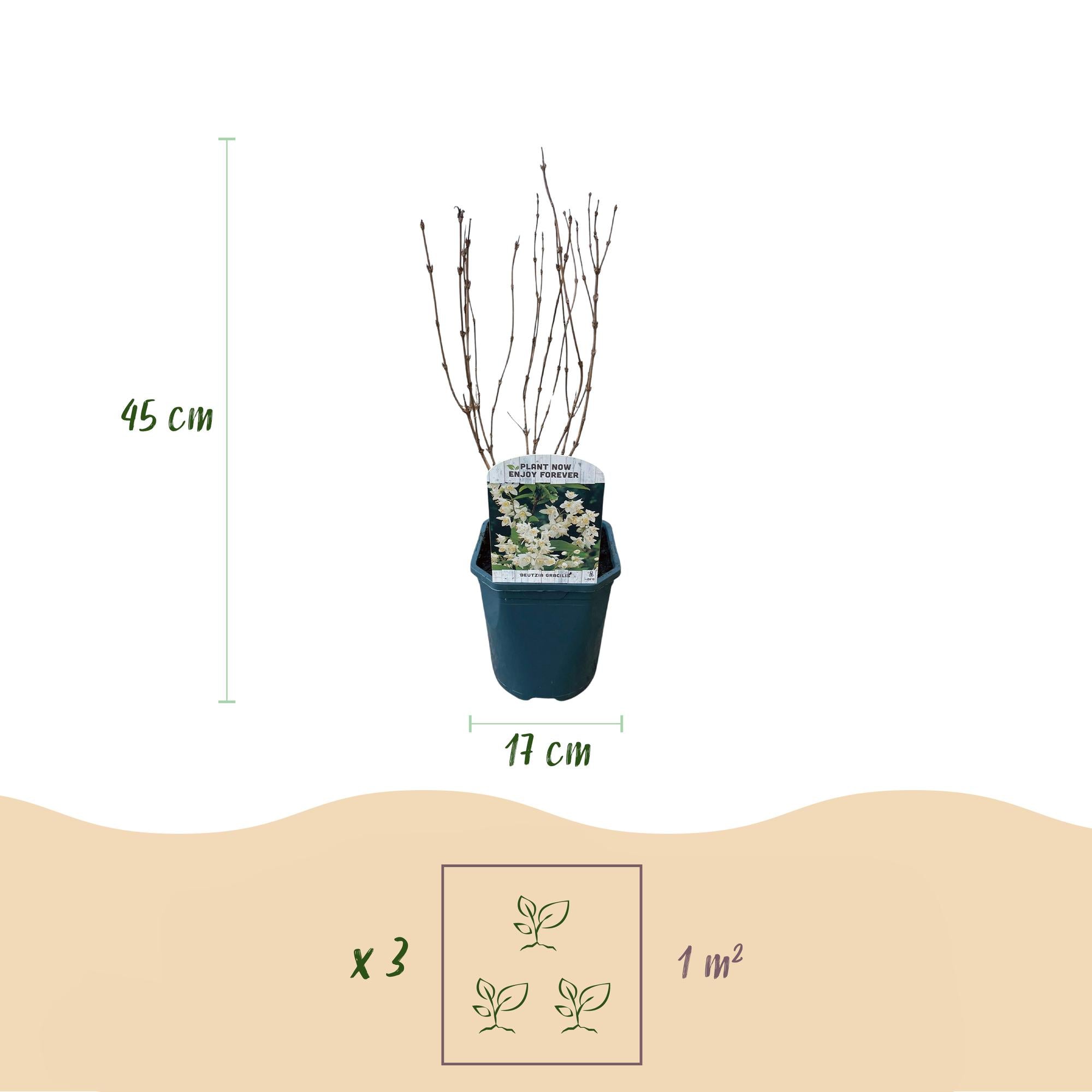 Arbusto di Mayflower (Deutzia gracilis) – fiori bianchi, deciduo, vaso da 17 cm, altezza 45 cm