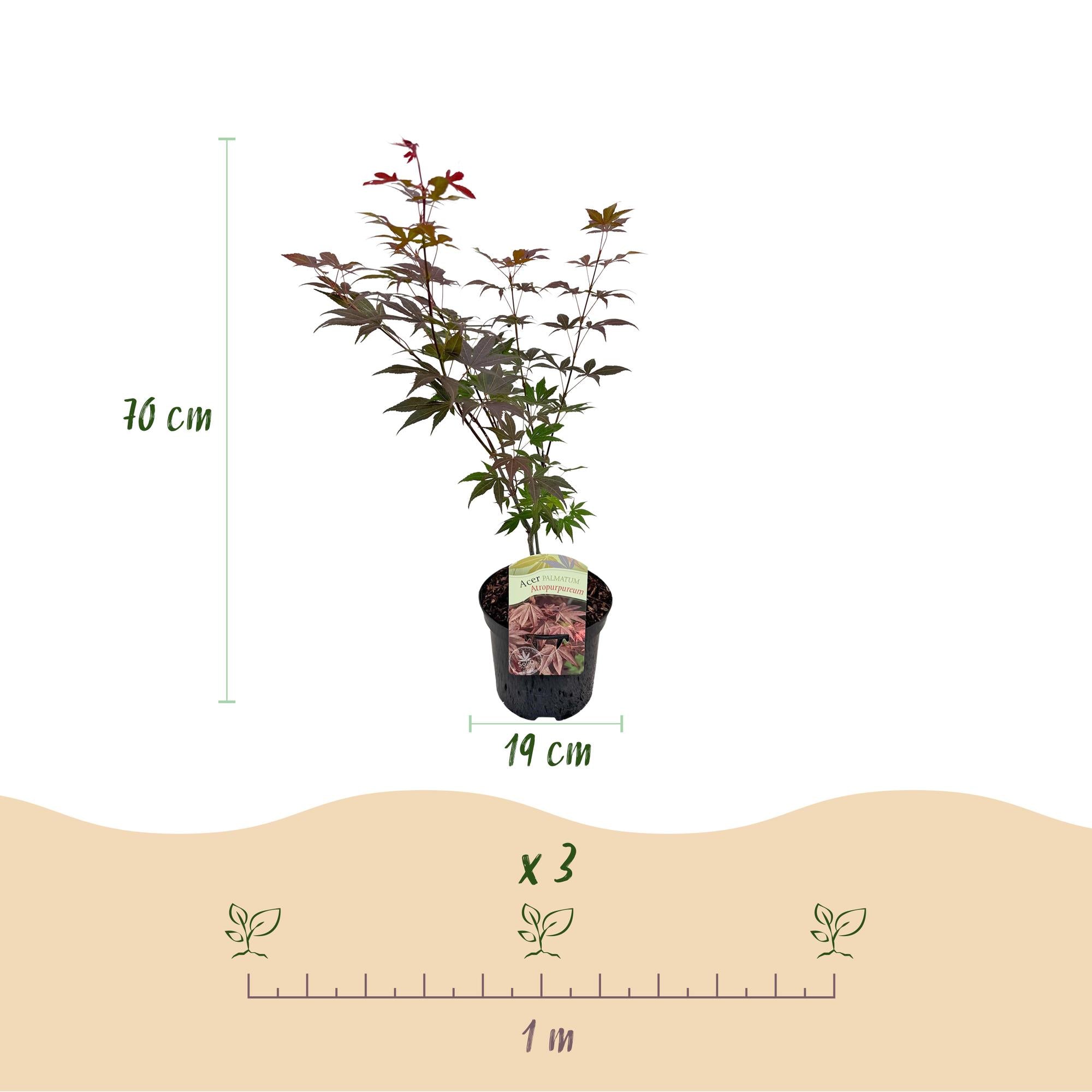 Japanischer Ahorn – Sorte ‘Atropurpureum’, lila, laubabwerfend, 19 cm Topf, 70 cm Höhe