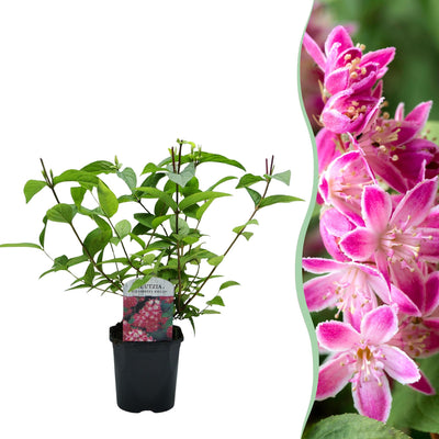 Deutzia 'Strawberry Fields' – arbusto ornamentale con fiori rosa, vaso da 17 cm, altezza 45 cm