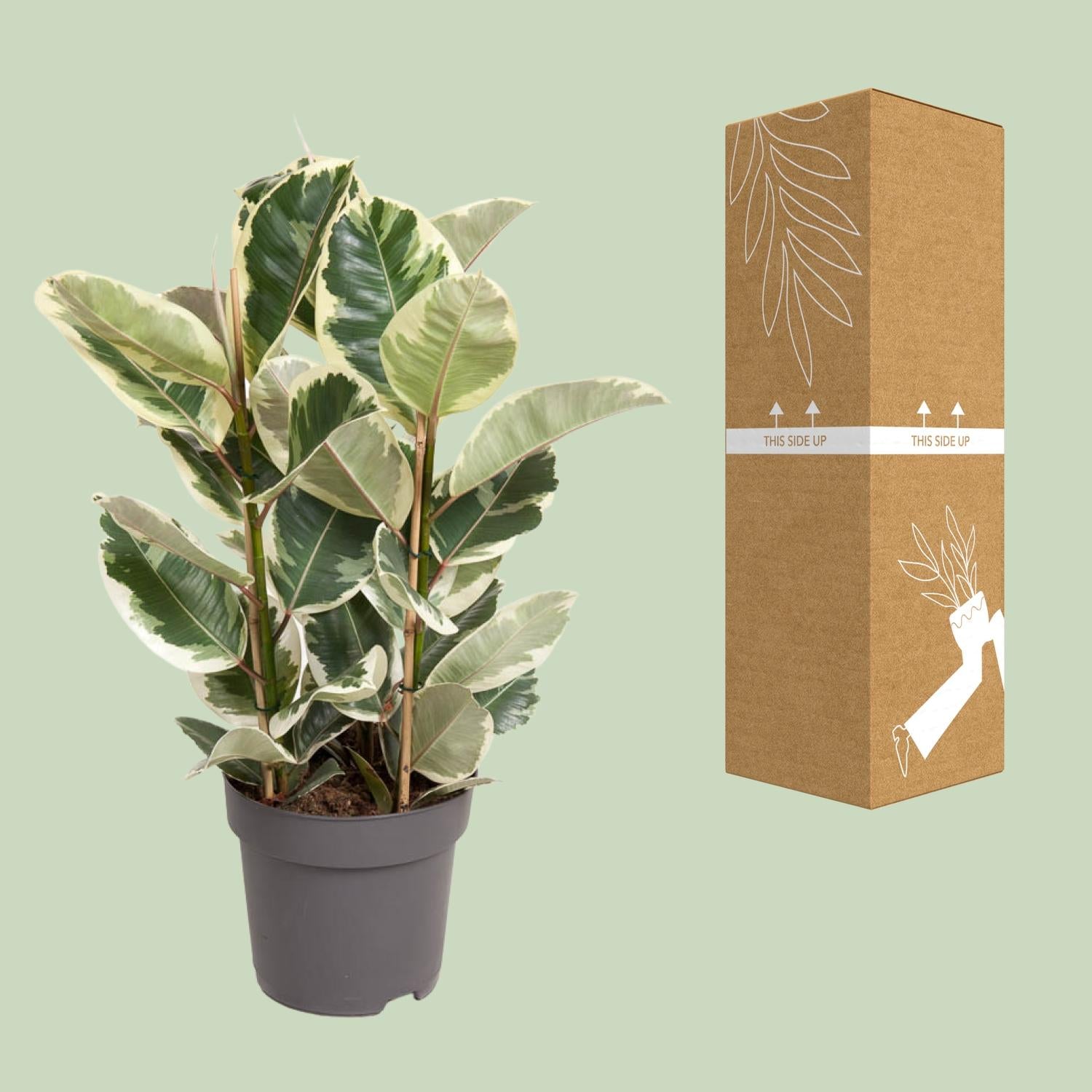 Ficus elastica ‘Tineke’ – 50–100 cm