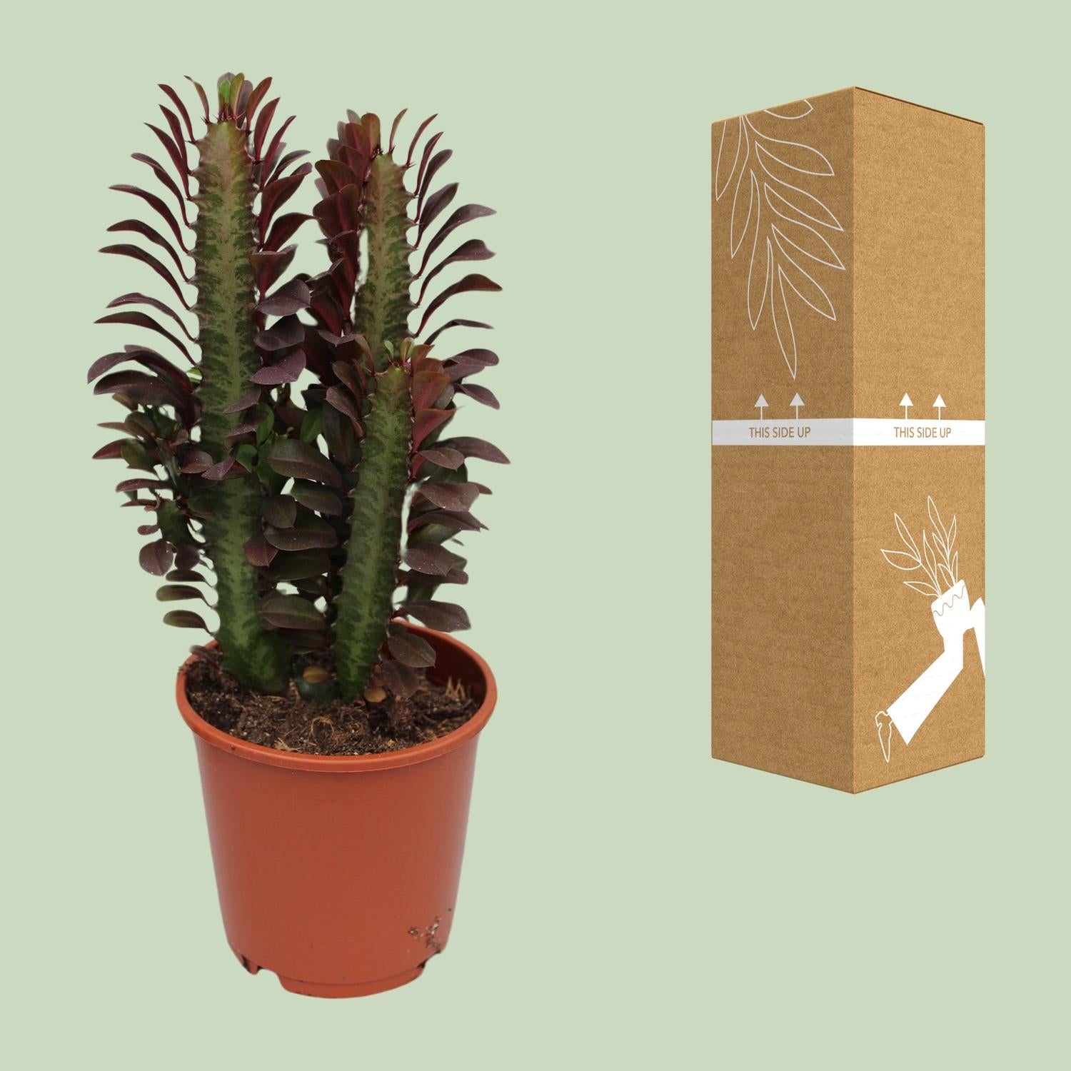Euphorbia Trigona Rubra – Roter Afrikanischer Milchbaum - 40-70 cm