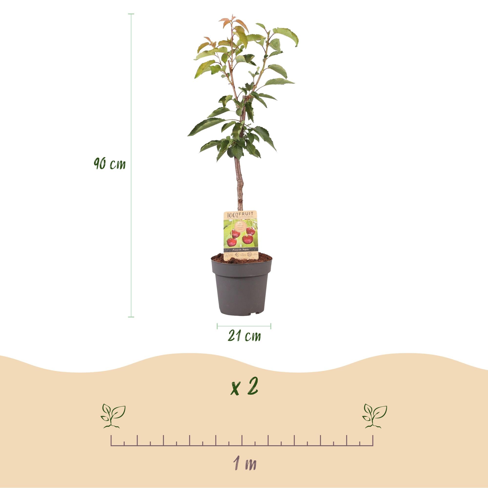 Ciliegio da frutto 'Regina' – ciliegio dolce rosso, vaso 21 cm, altezza 90 cm