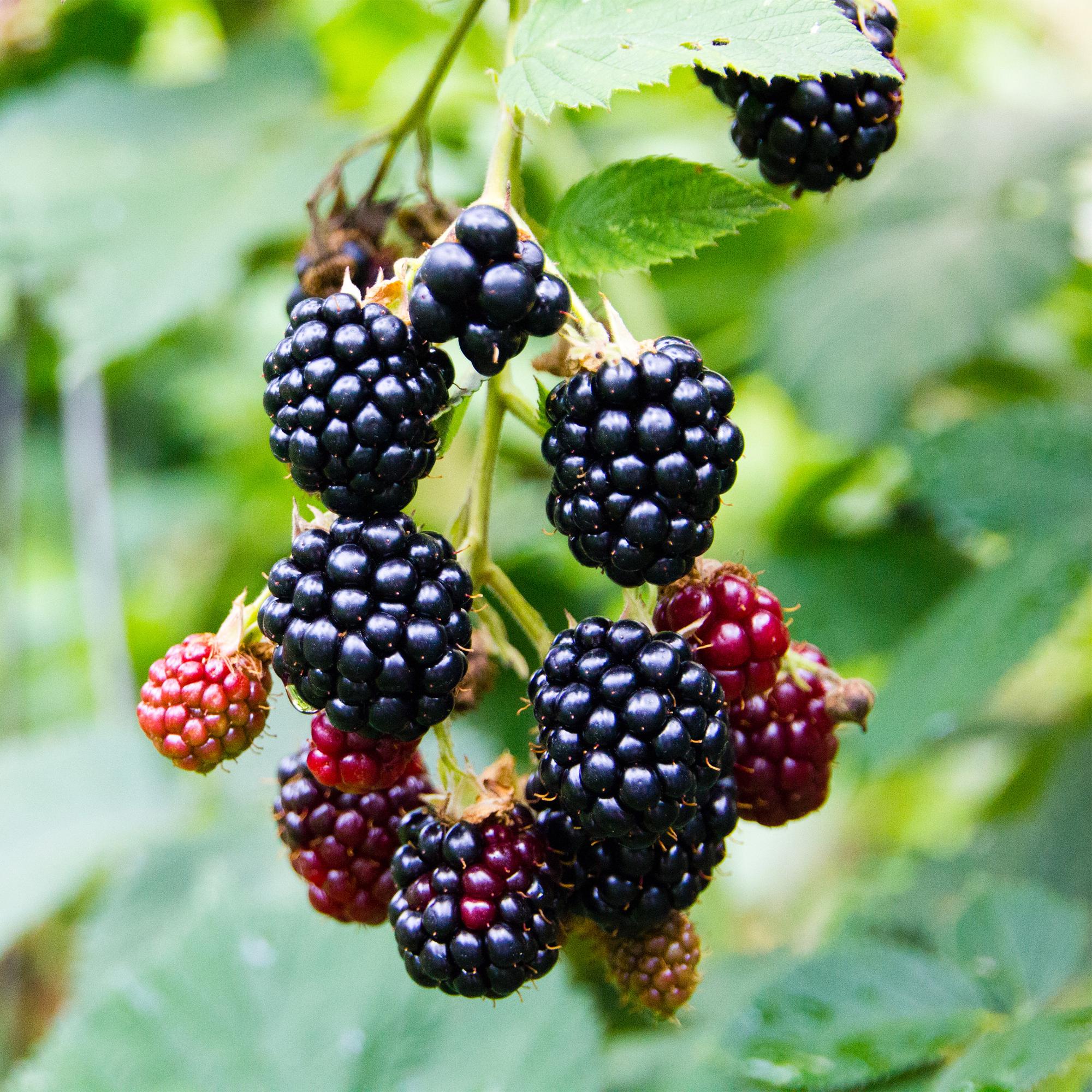 Thornless blackberry “Triple Crown” – 2 plants, 11 cm pot, approx. 40 cm
