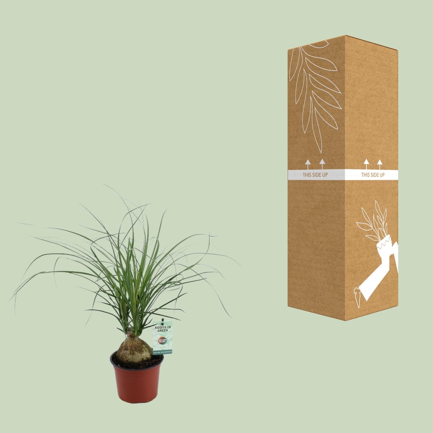 Beaucarnea Recurvata – Elephant's Foot - 12 cm pot, 45 cm high