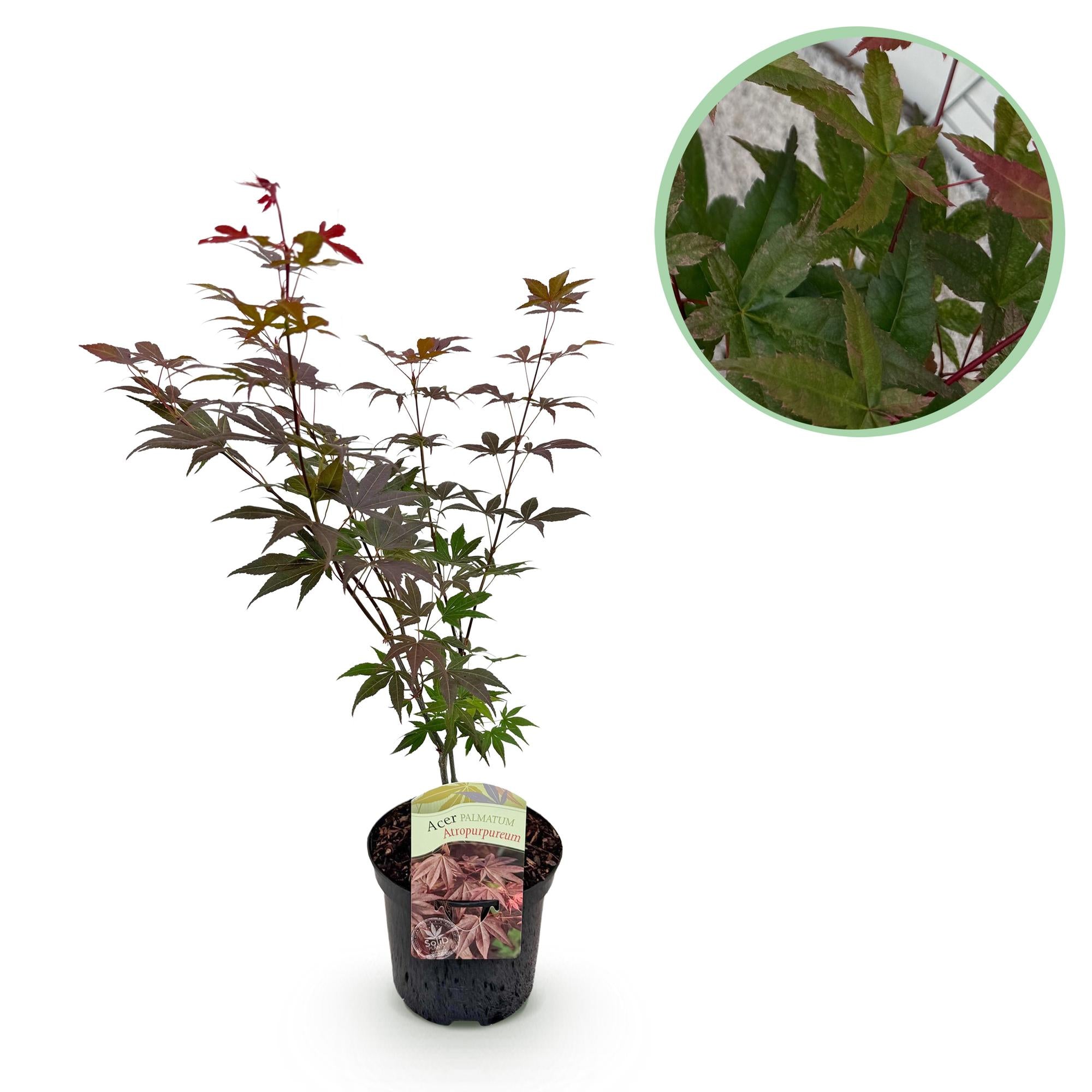 Japanischer Ahorn – Sorte ‘Atropurpureum’, lila, laubabwerfend, 19 cm Topf, 70 cm Höhe