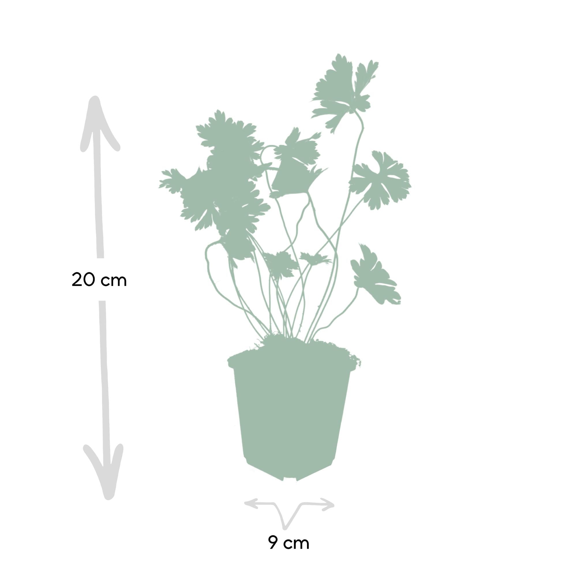 Geranium ‘Rozanne’ – langlebiger Storchschnabel, 10–25 cm hoch