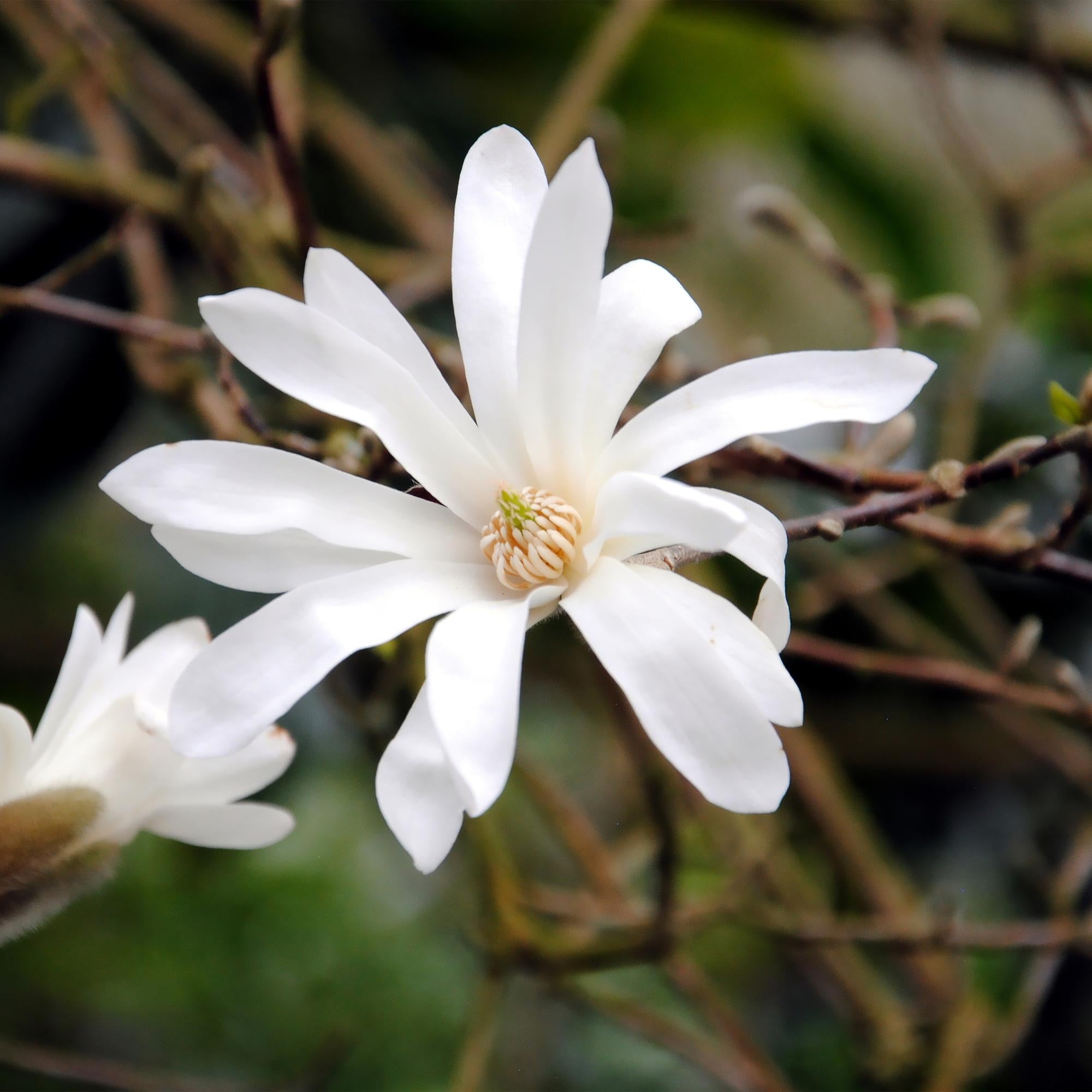 Magnolia stellata – arbusto ornamentale a fiori bianchi, 1 pianta, vaso da 17 cm, altezza 45 cm