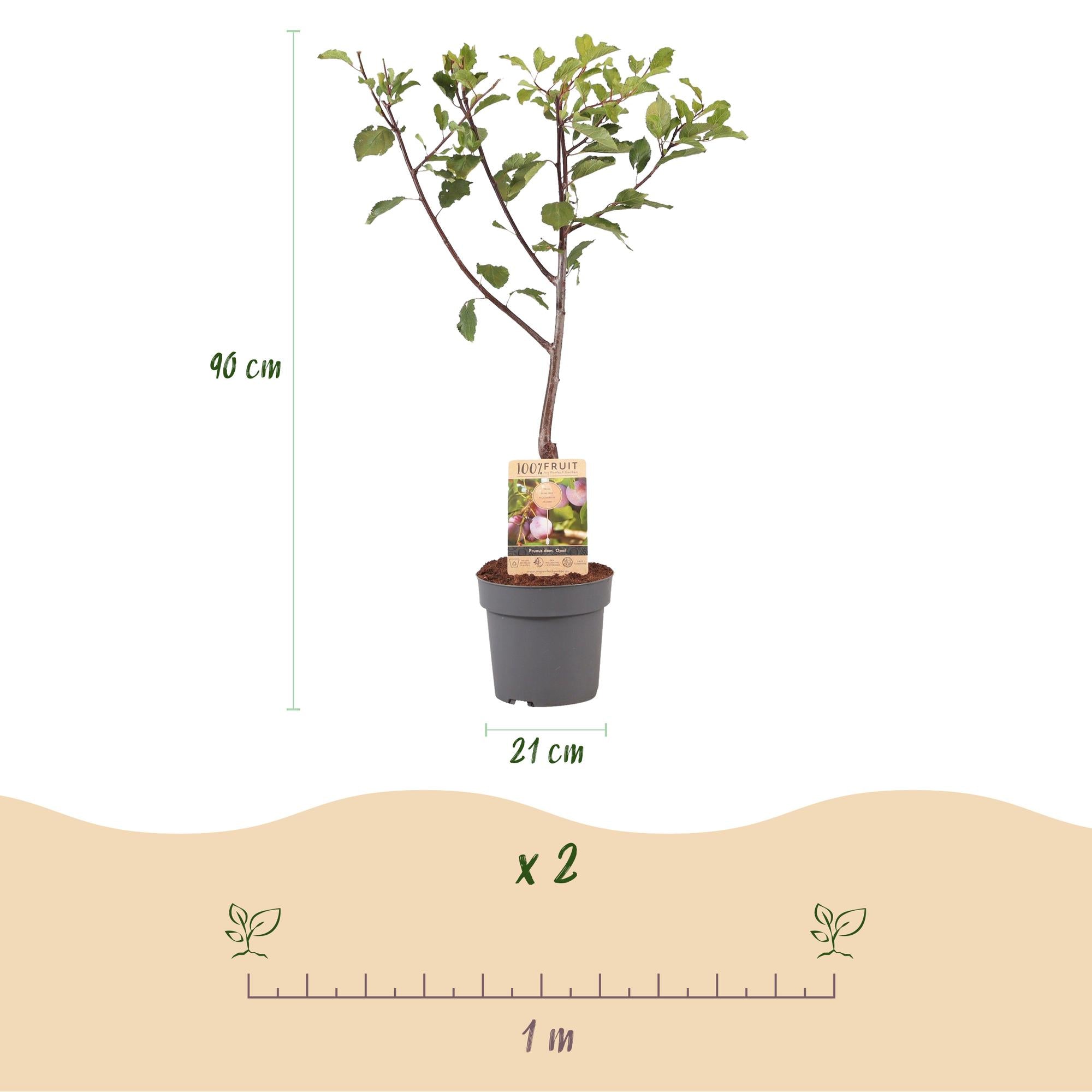 Plum tree “Opal” – Yellow-red fruits in a 21 cm pot (approx. 90 cm tall)