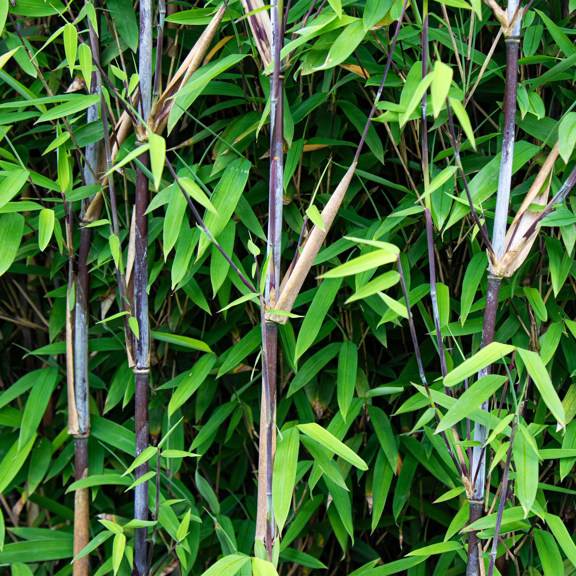 Fargesia 'Black Dragon' – clumping bamboo, 14 cm pot, 35 cm tall