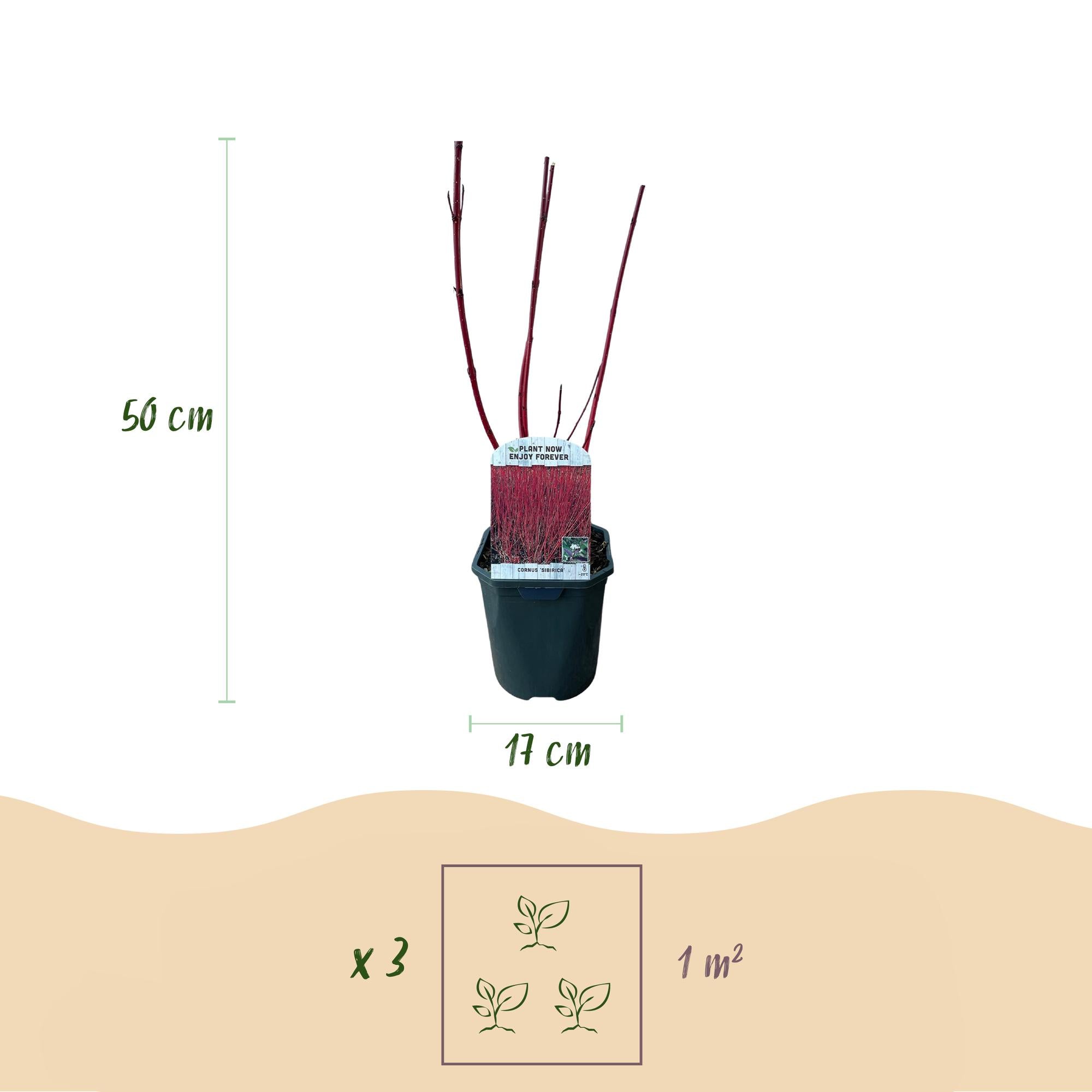 Cornus sibirica – laubabwerfender Zierstrauch, rote Zweige, 17 cm Topf, 45 cm