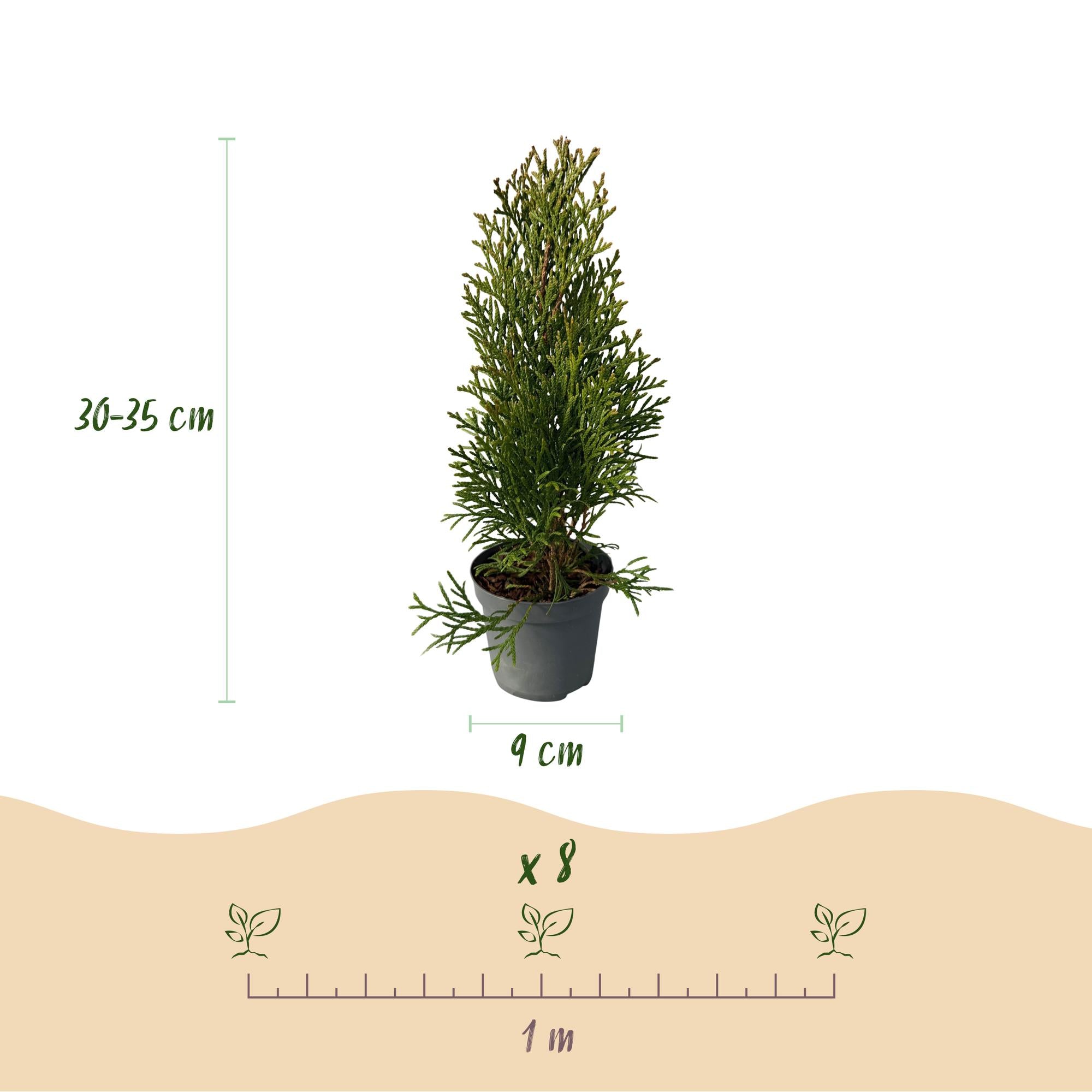 Thuja occidentalis (Emerald Green Arborvitae) – 8 piante per una siepe di 1 m, altezza 30–35 cm, vaso da 9 cm
