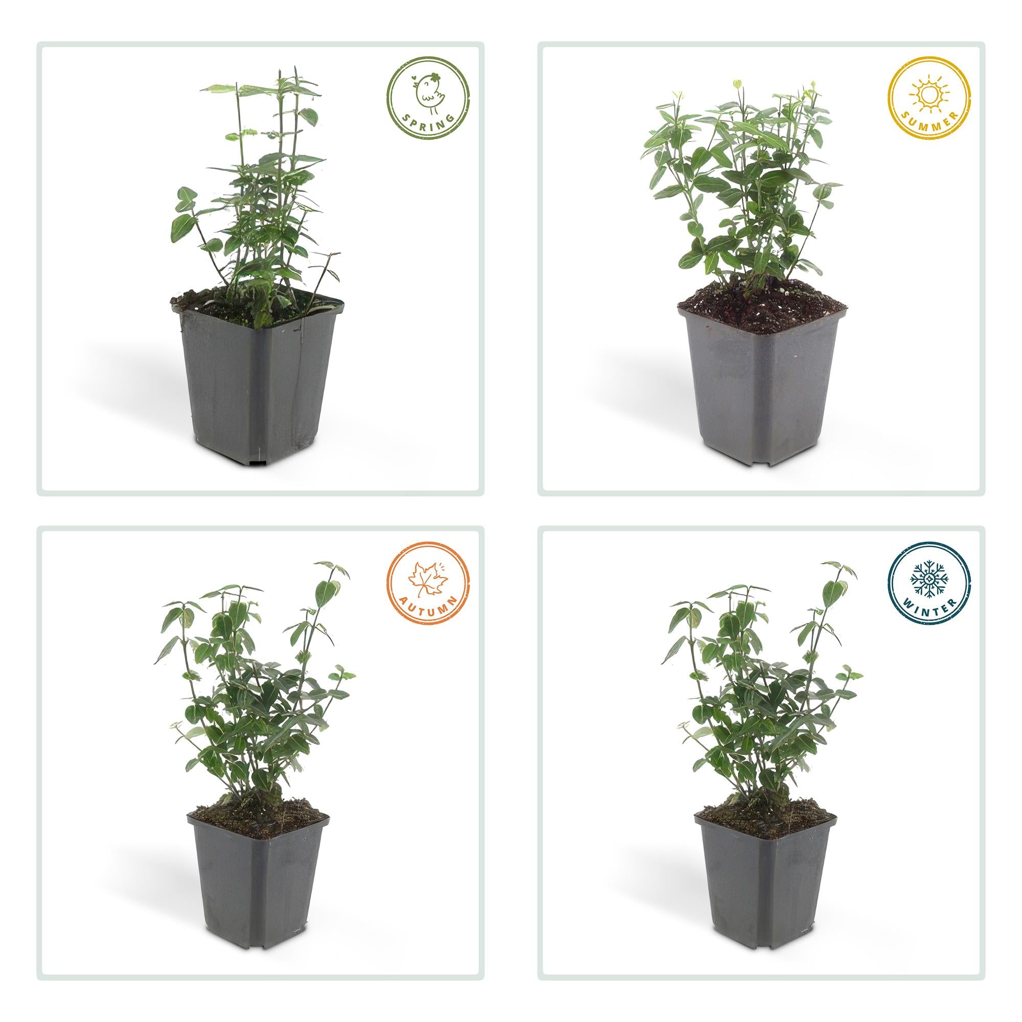 Spindelstrauch ‘Radicans’ – kompakte, immergrüne Sorte, 9 cm Topf, 10–25 cm Höhe