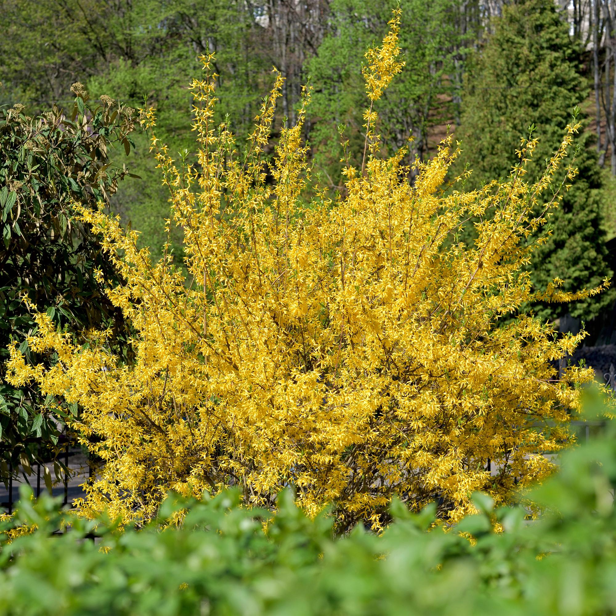 Forsythia 'Goldrauch' – yellow-flowering shrub, 1 plant, 17 cm pot, 45 cm tall