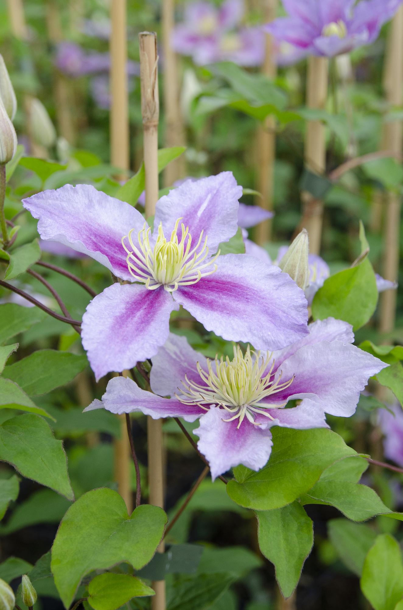 Clematis 'Piilu' – a richly flowering climbing plant with pink blossoms, 15 cm pot, 65 cm