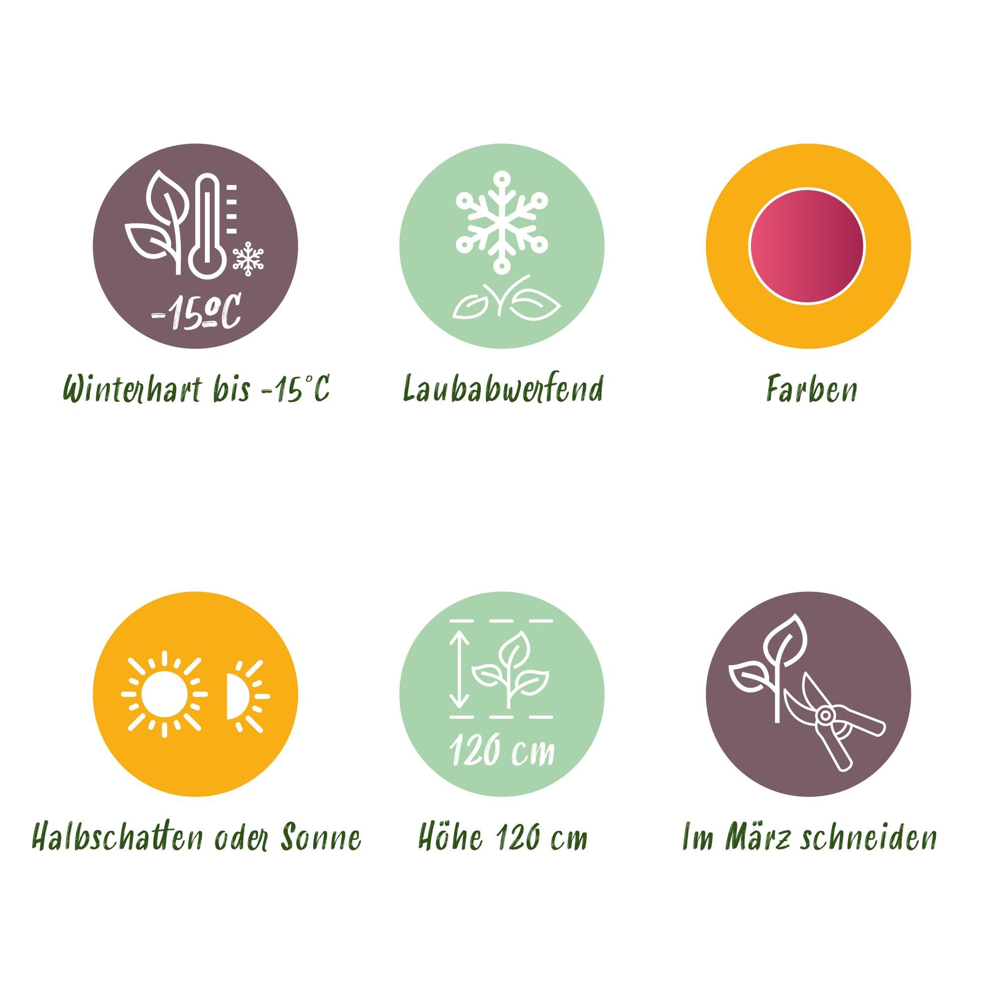 Japanese maple 'Pink Dwarf' – deciduous, pink coloration, 19 cm pot, 70 cm tall