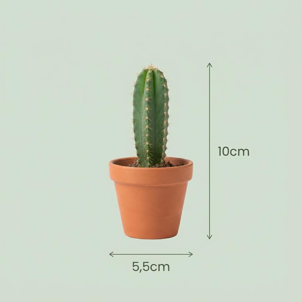Set di mini cactus – vaso da 5,5 cm, altezza 5–10 cm