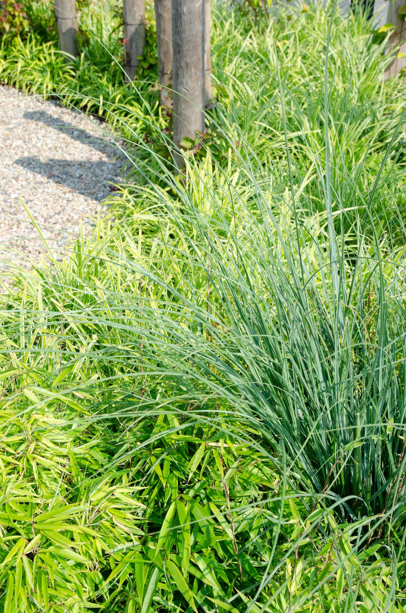 Fargesia rufa – clump-forming garden bamboo in various heights
