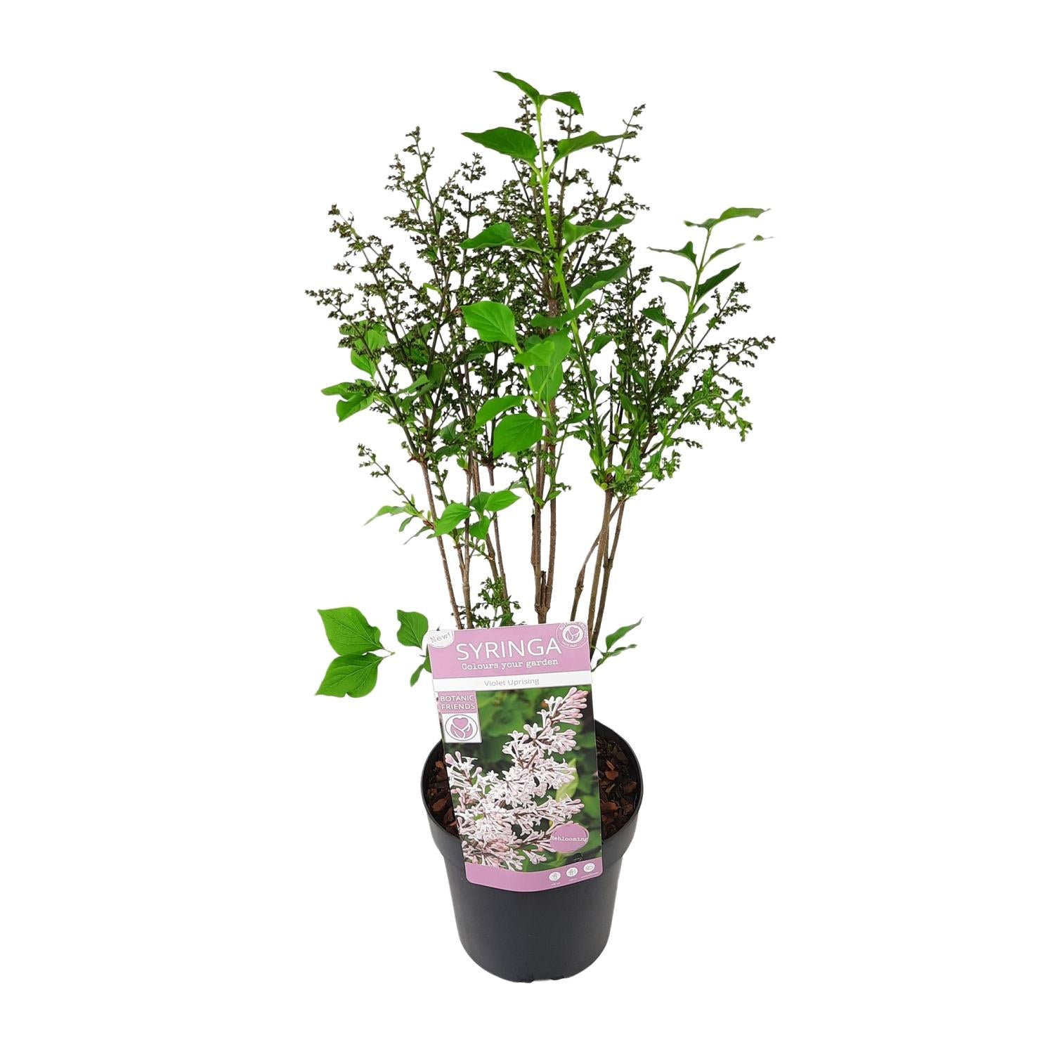 Flieder ‘Violet Uprising’ – buschiger Zierstrauch, 19 cm Topf, 35 cm hoch