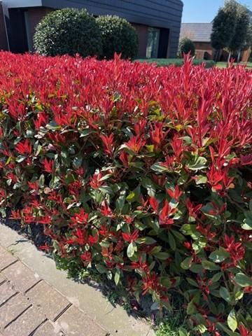Photinia Fraseri 'Carré Rouge' – Red Photinia, 8 plants - 9 cm pot, 30–35 cm tall