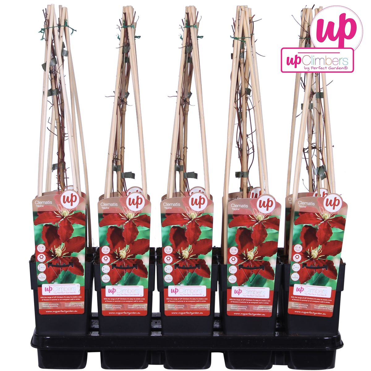 Clematis ‘Niobe’ – großblütige, sommerblühende Sorte, 15 cm Topf, 65 cm Höhe