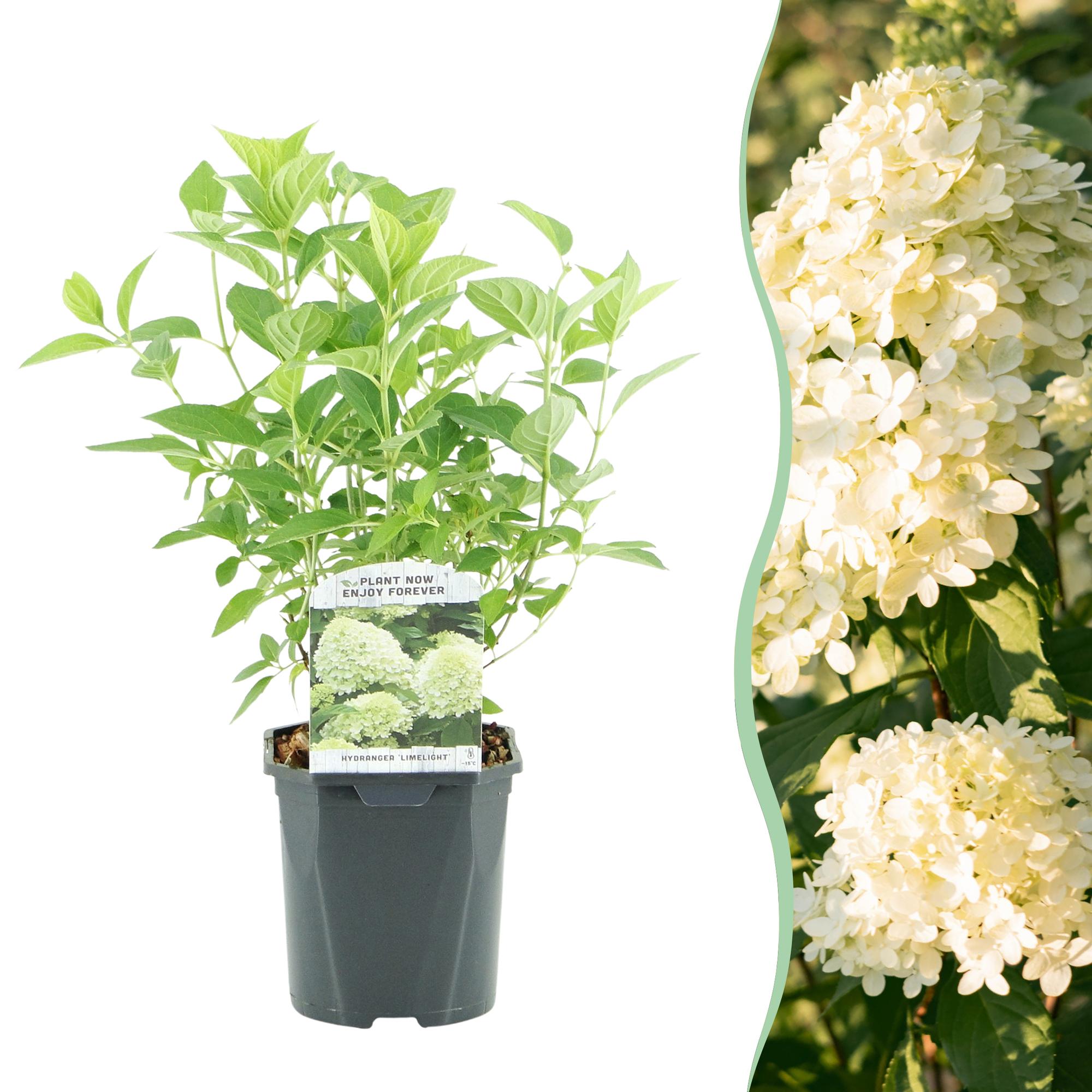 Rispenhortensie ‘Limelight’ – cremeweiße Blüten, im 17 cm Topf, 50 cm hoch