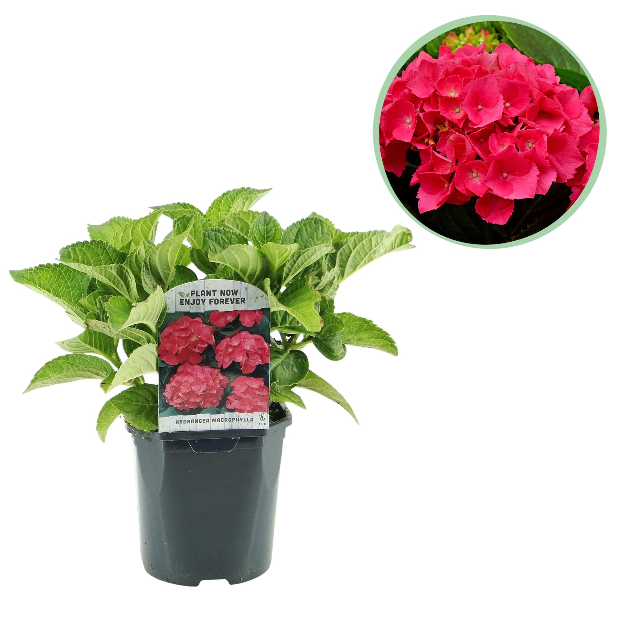 Hydrangea macrophylla – robuste Hortensie in mehreren Farben - 1 Pflanze, 17 cm Topf, 30 cm Höhe