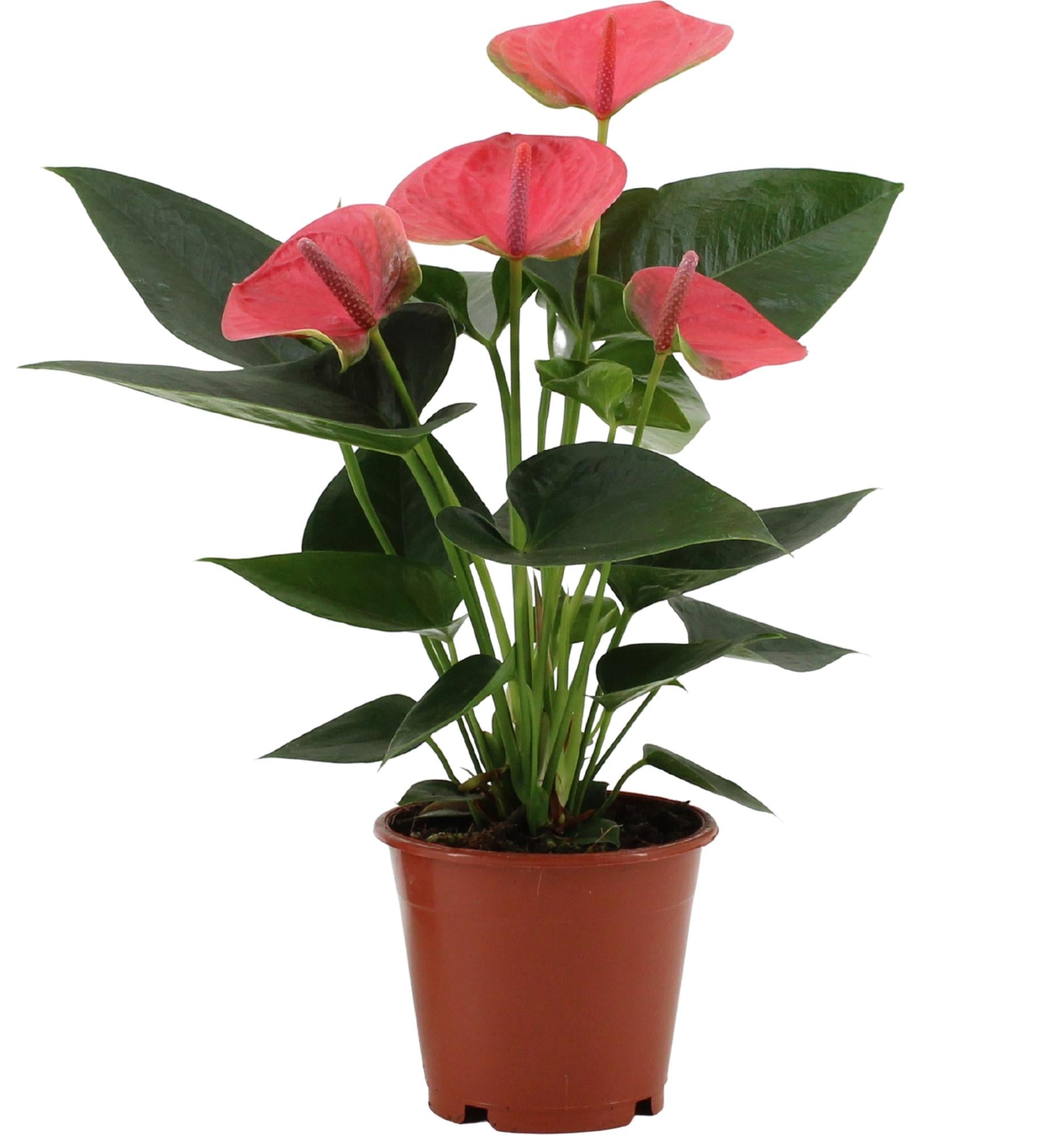Anthurium – Flamingoblume - verschiedene Farben & Größen - 35-90 cm