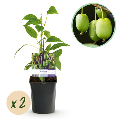 Mini kiwi “Issai” – Actinidia arguta, 2 piante, vaso da 11 cm, altezza circa 40 cm