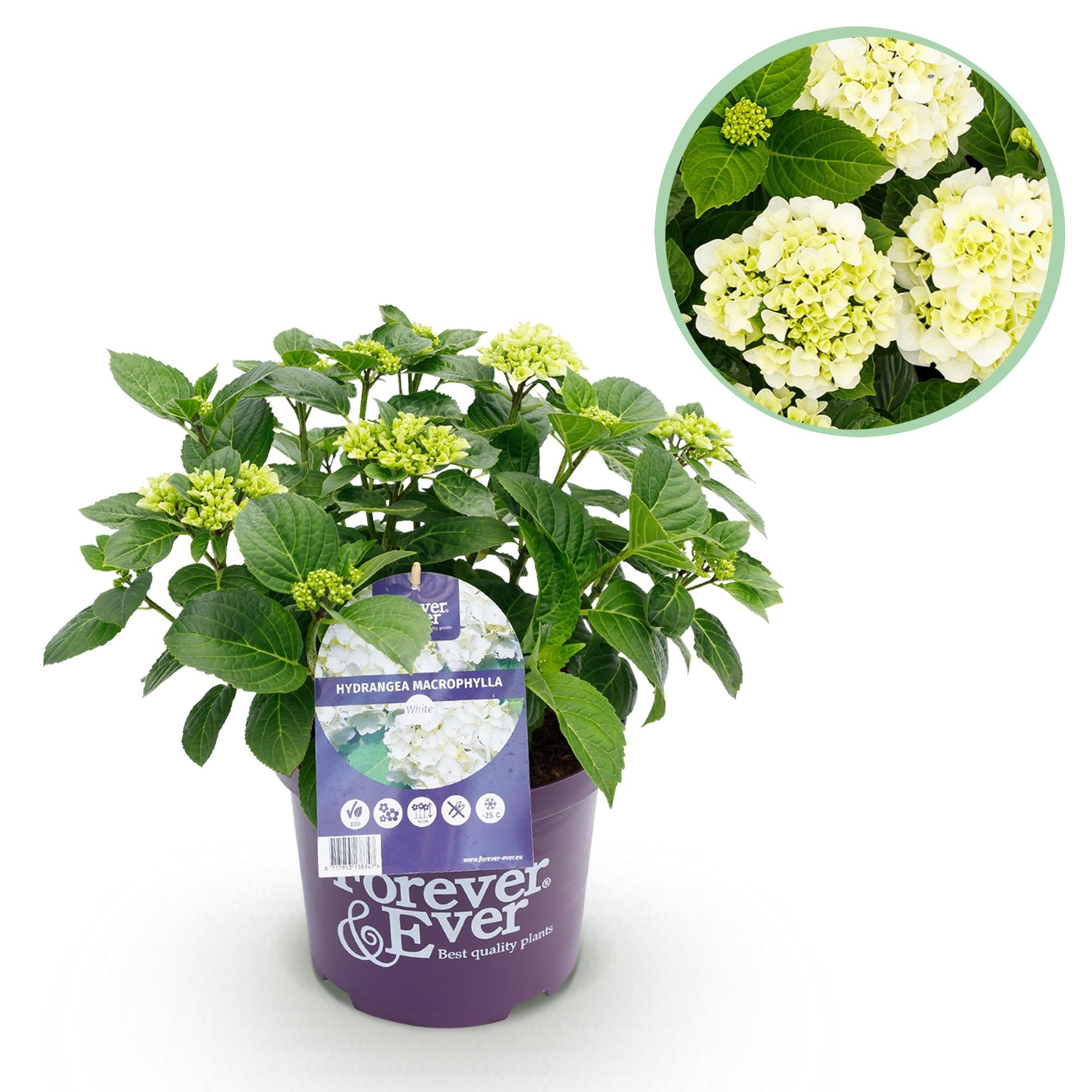 Weiße Hortensie ‘Forever & Ever’ – kompakte Balkonpflanze, 23 cm Topf, 55 cm hoch