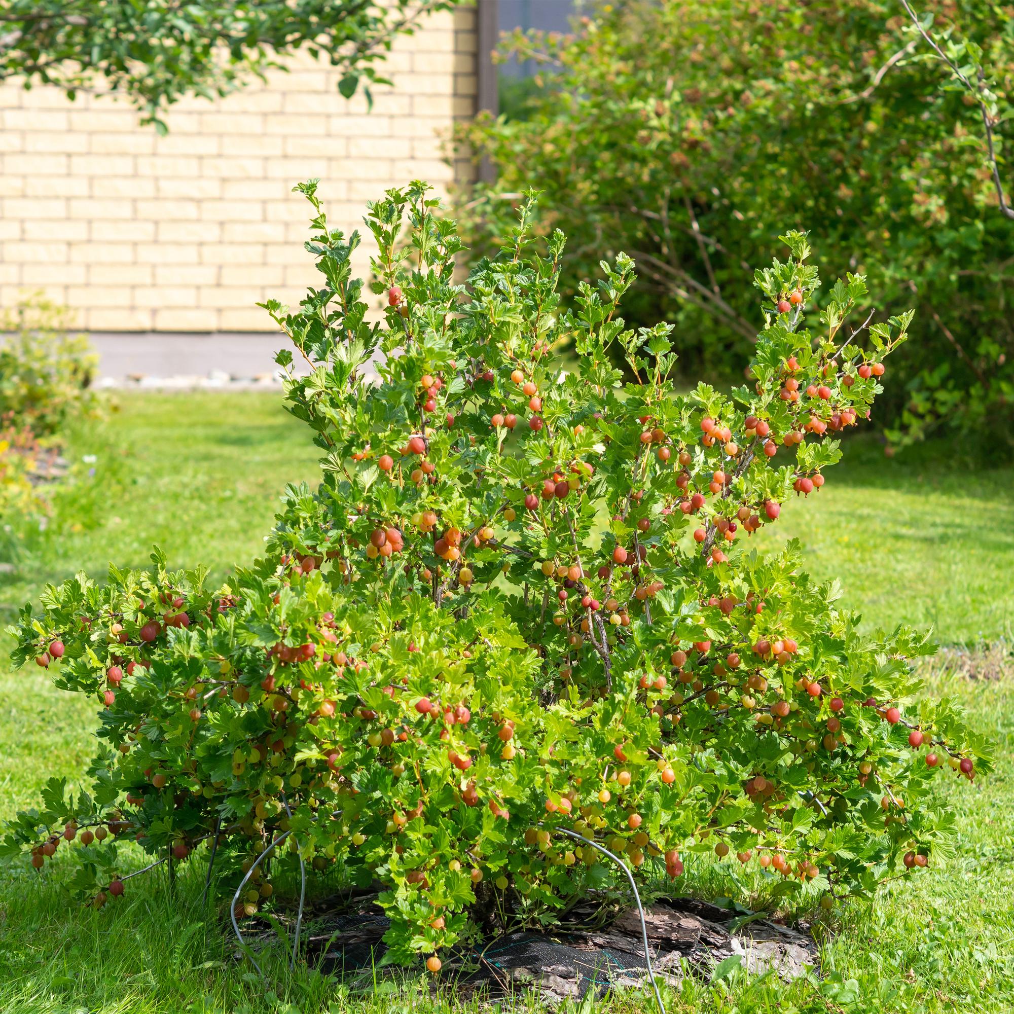 Red gooseberry “Hinnomäki Röd” – 2 plants in an 11 cm pot (approx. 40 cm)