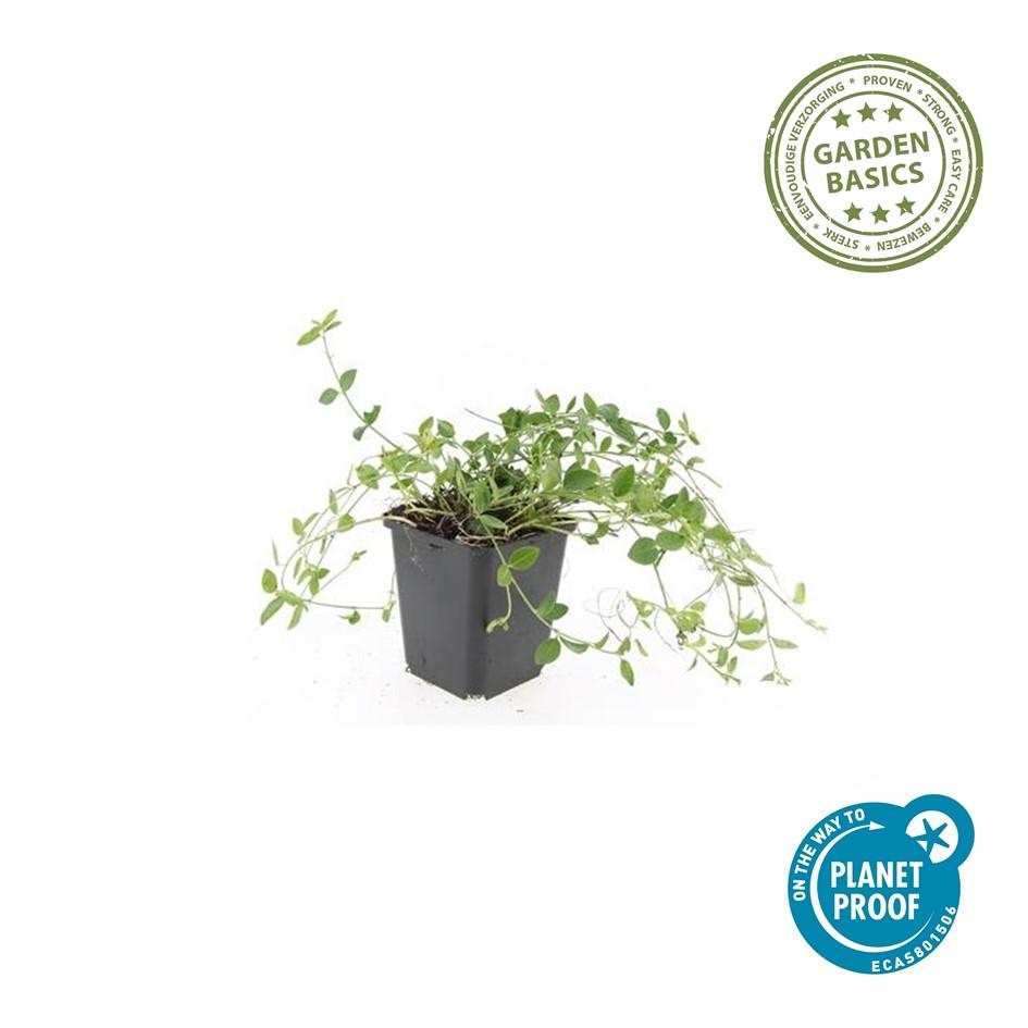 Immergrün ‘Gertrude Jekyll’ – bodendeckend, weiß blühend, 9 cm Topf, 10–25 cm