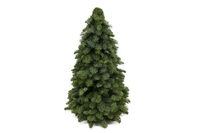 Abete Nobilis – mini albero di Natale, 30–60 cm