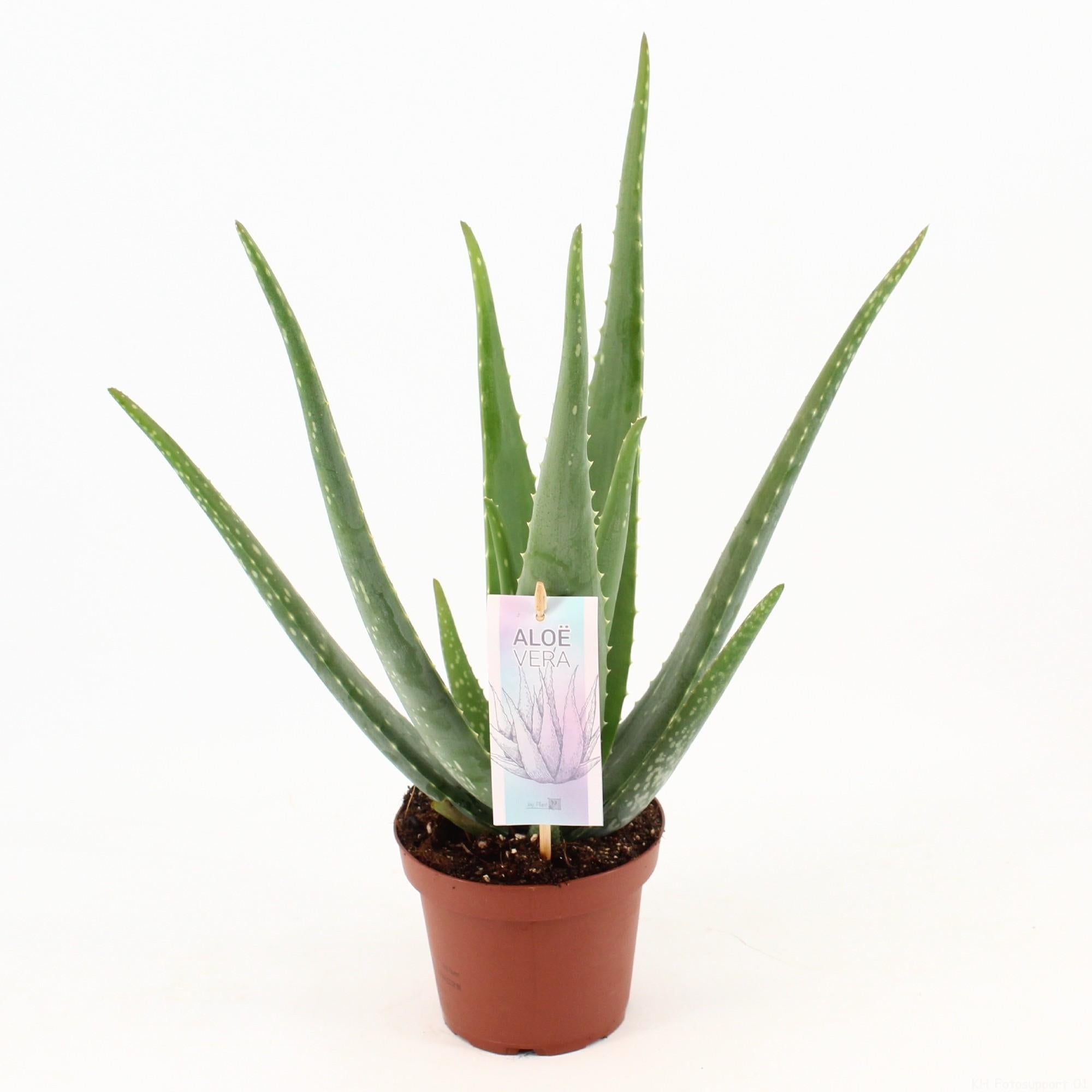 Aloe Vera – Echte Aloe - 40-70 cm