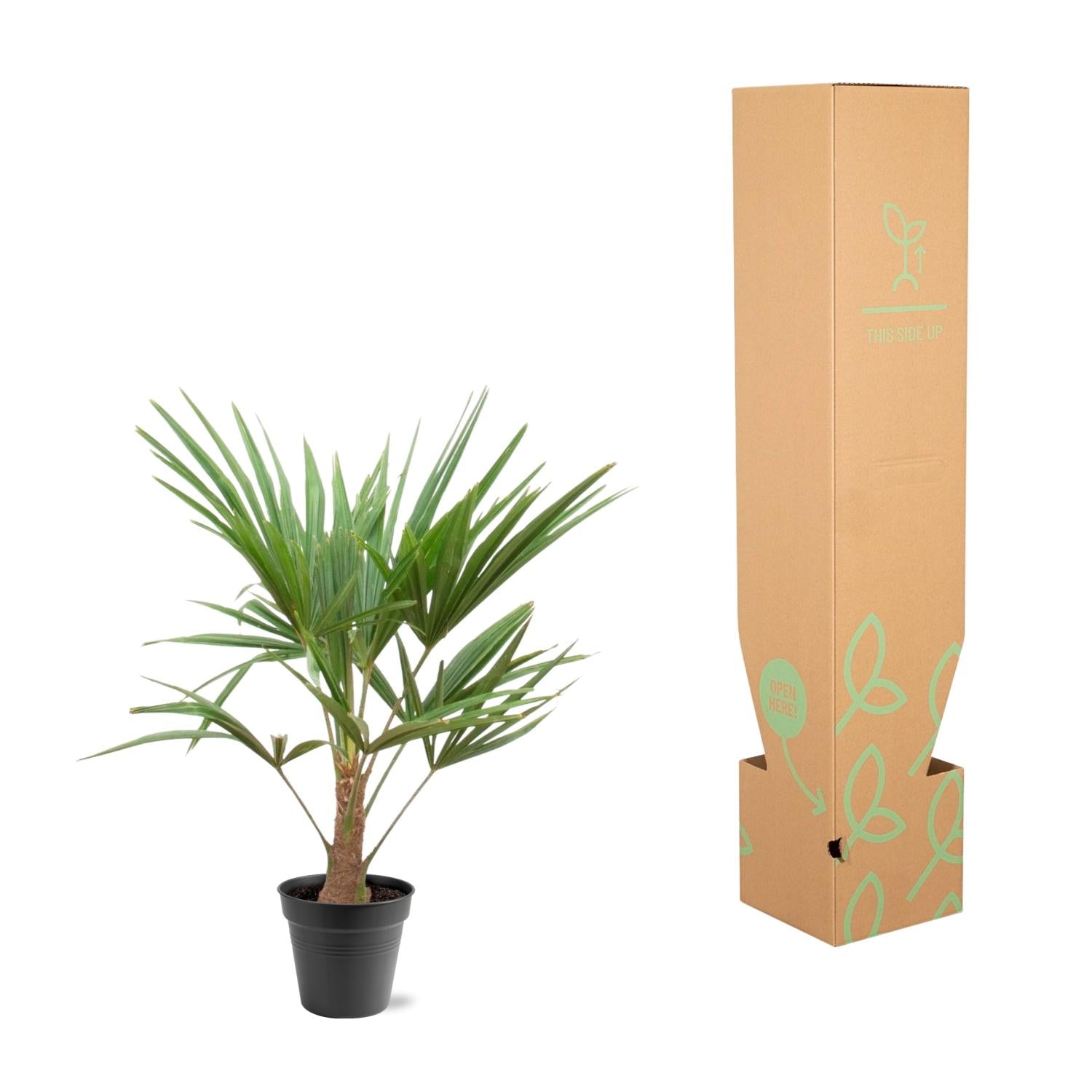 Trachycarpus fortunei – robuste Winterharte Palme, 21 cm Topf, 90–100 cm Höhe