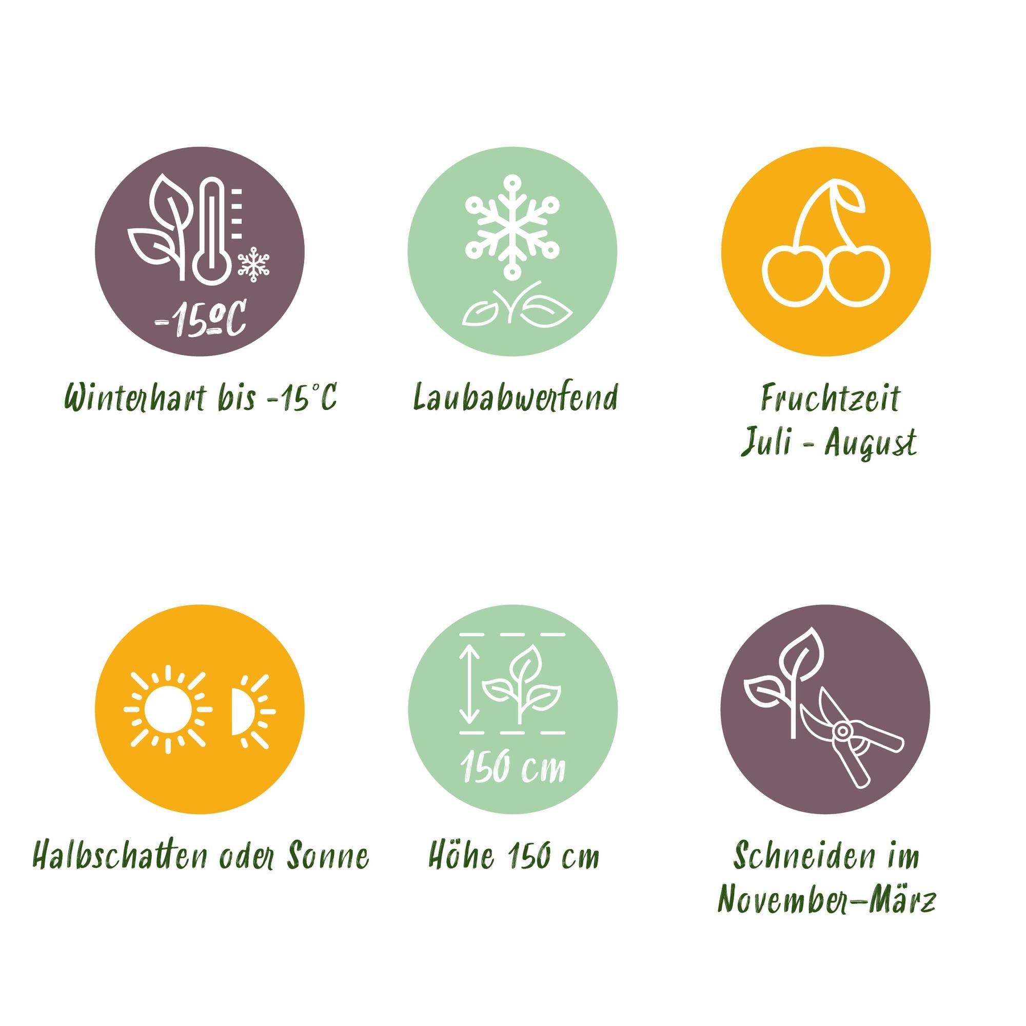 Red Raspberry “Mailing Promise” – 2 strong plants in an 11 cm pot (approx. 40 cm)