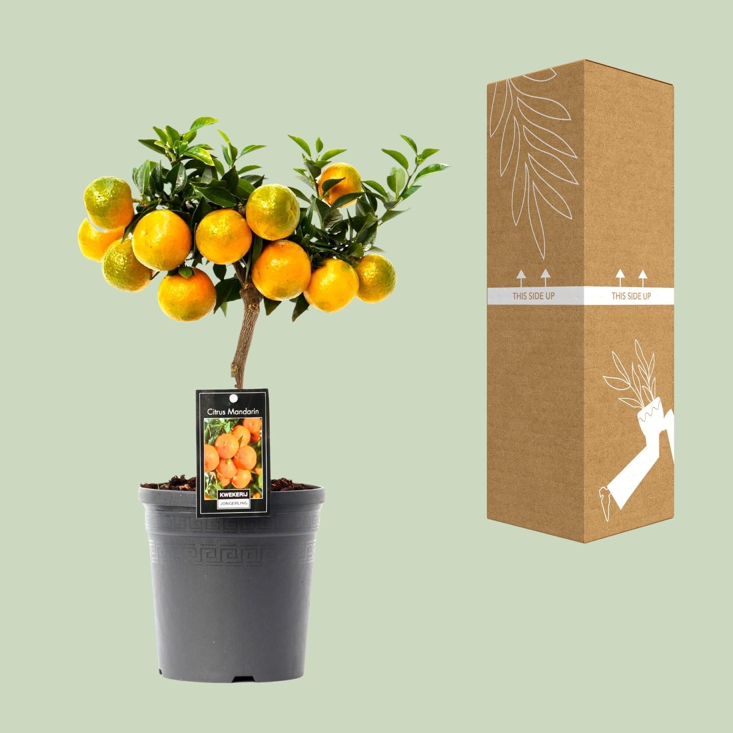 Citrus Mandarin - 16cm Topf, 45cm hoch