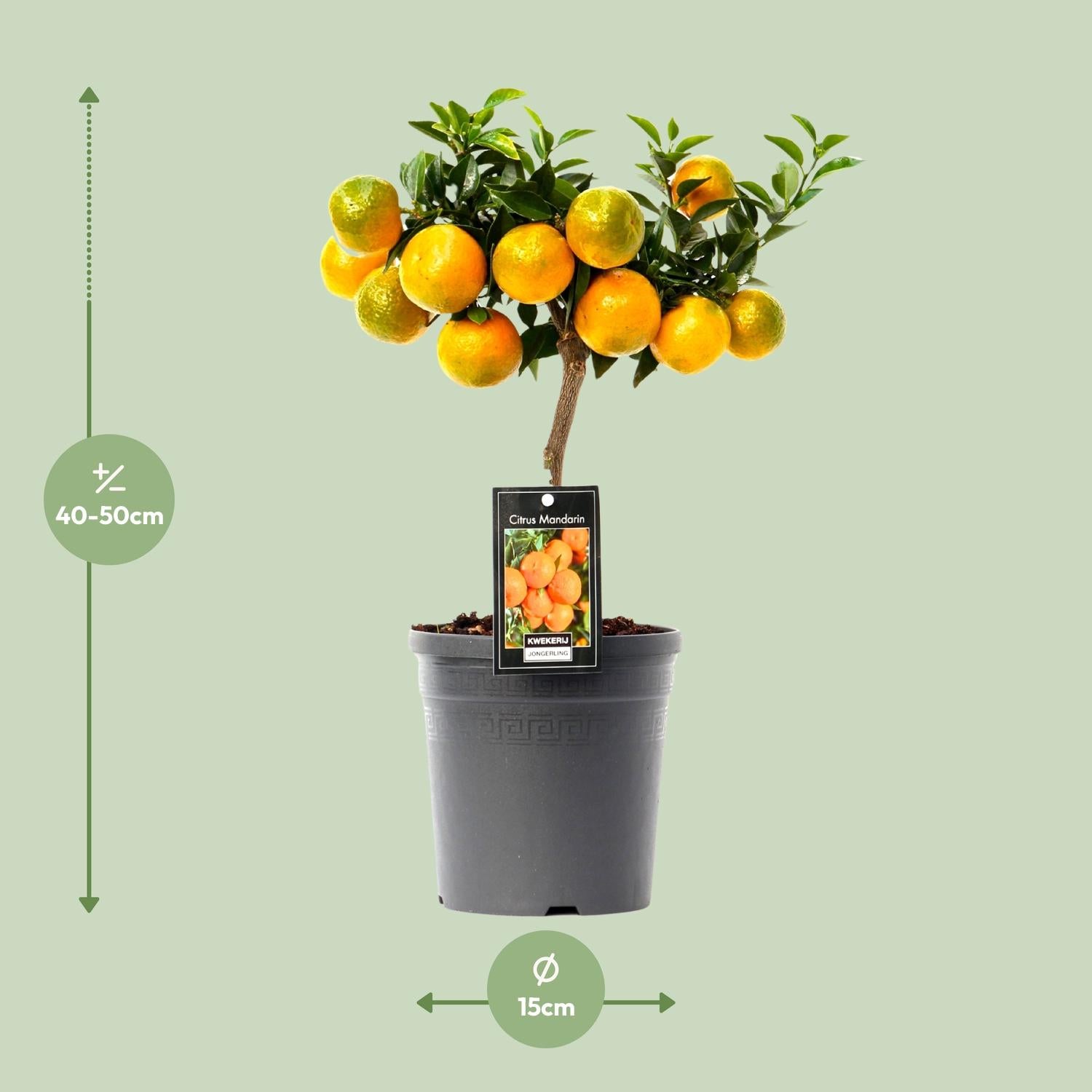 Citrus Mandarin - 16cm Topf, 45cm hoch