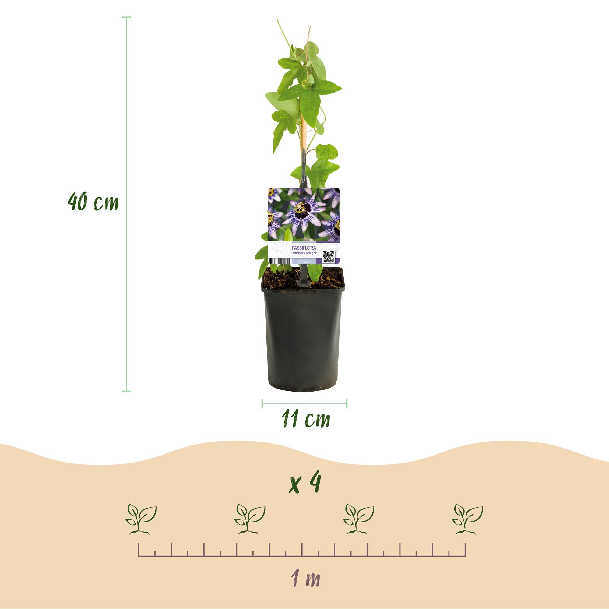 Passiflora 'Tricolour' – pianta rampicante colorata, 3 piante, vaso da 11 cm, altezza 40 cm