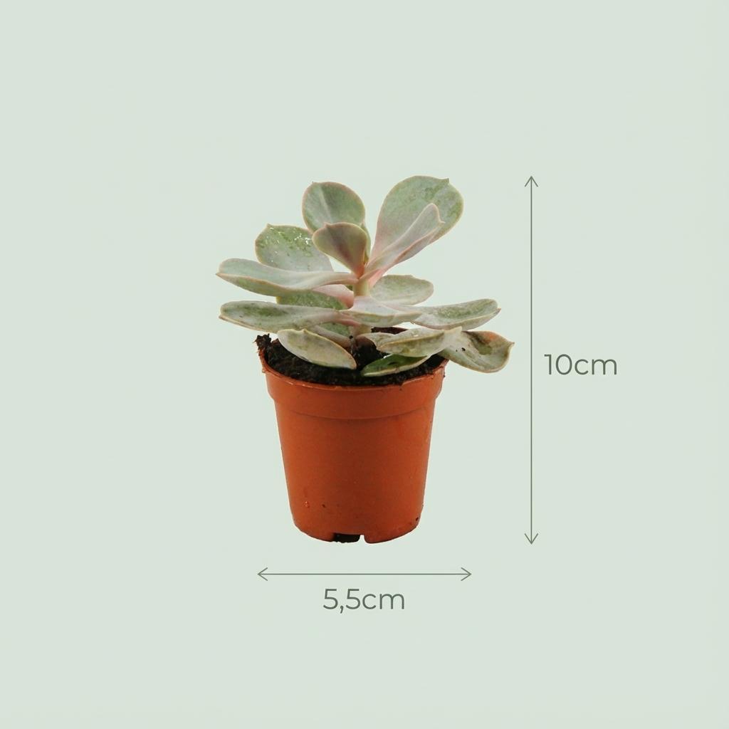 Mix di mini succulente – Ø 8,1 cm, altezza 5–10 cm, in vaso di terracotta