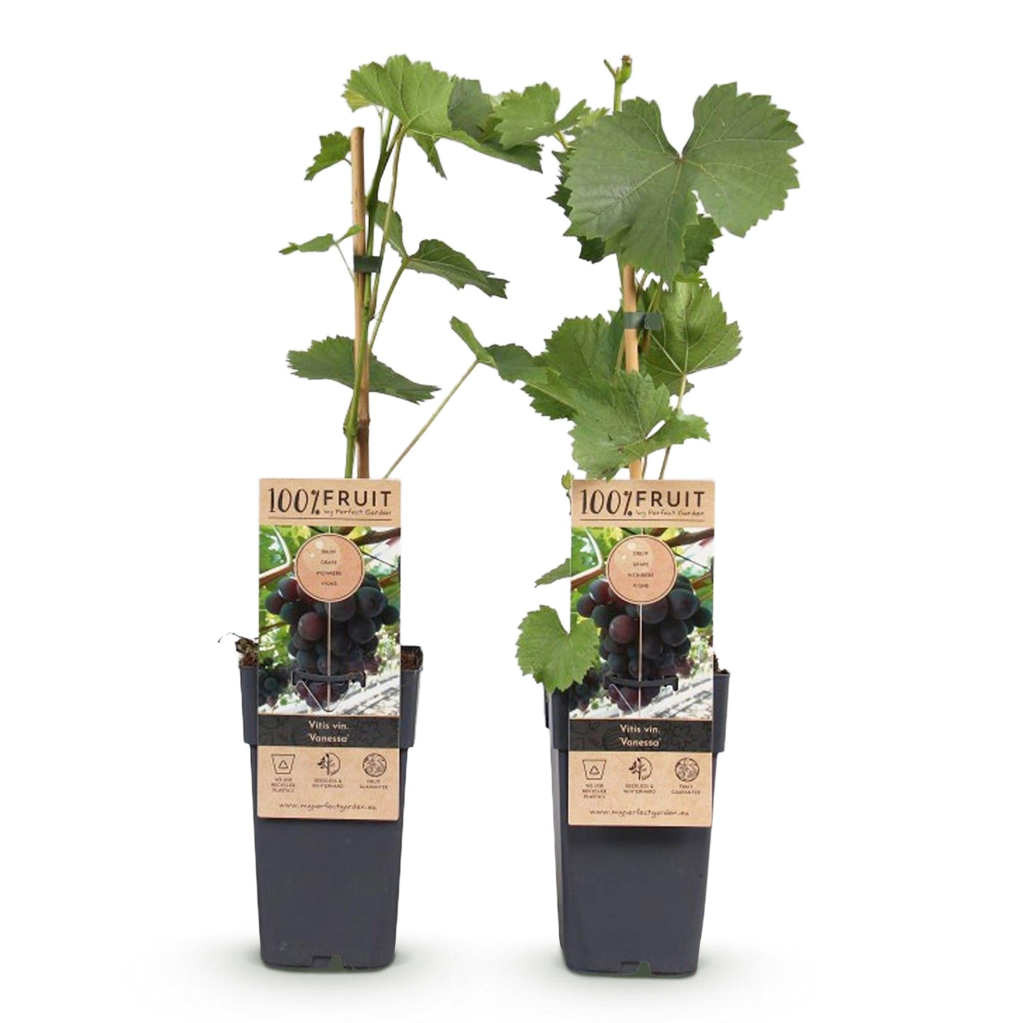 Uva senza semi 'Vanessa' – Vitis vinifera, 2 piante, vaso da 15 cm, altezza 50 cm