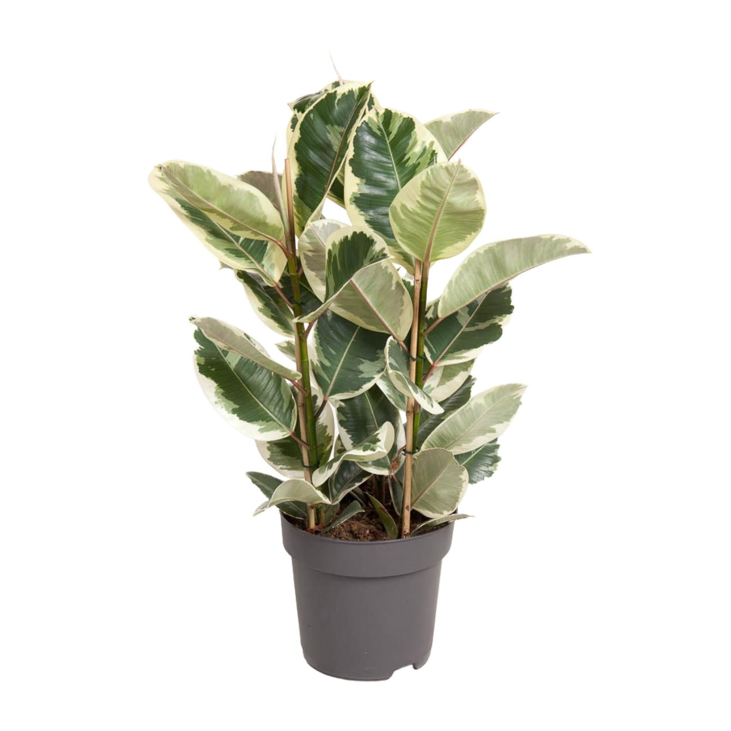 Ficus elastica ‘Tineke’ – 50–100 cm