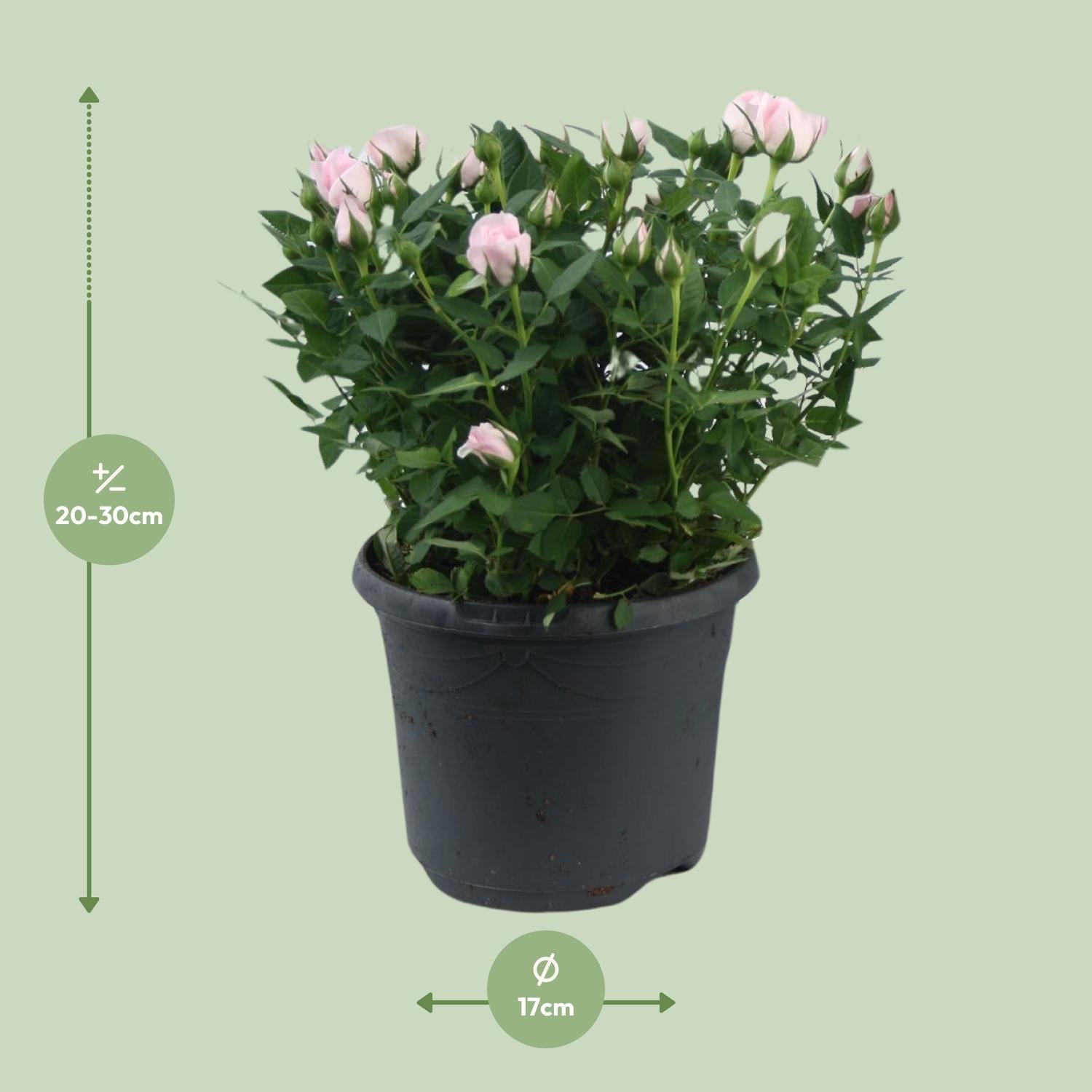 Dwarf rose 'Jewel Patio Baby' – pink flowering, 17 cm pot, 30 cm tall