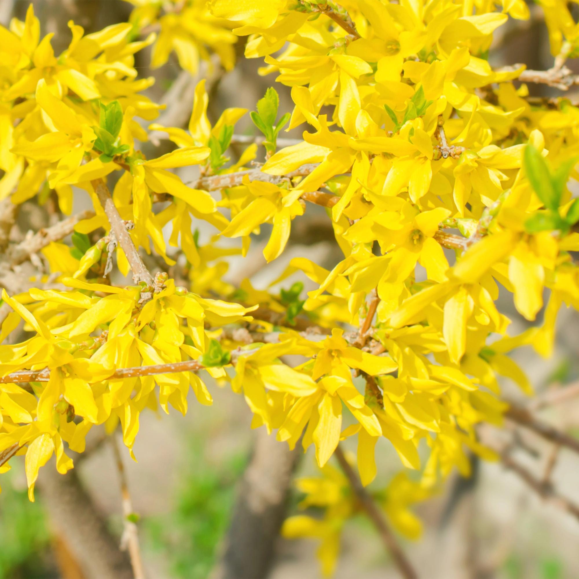 Forsythia 'Goldrauch' – yellow-flowering shrub, 1 plant, 17 cm pot, 45 cm tall