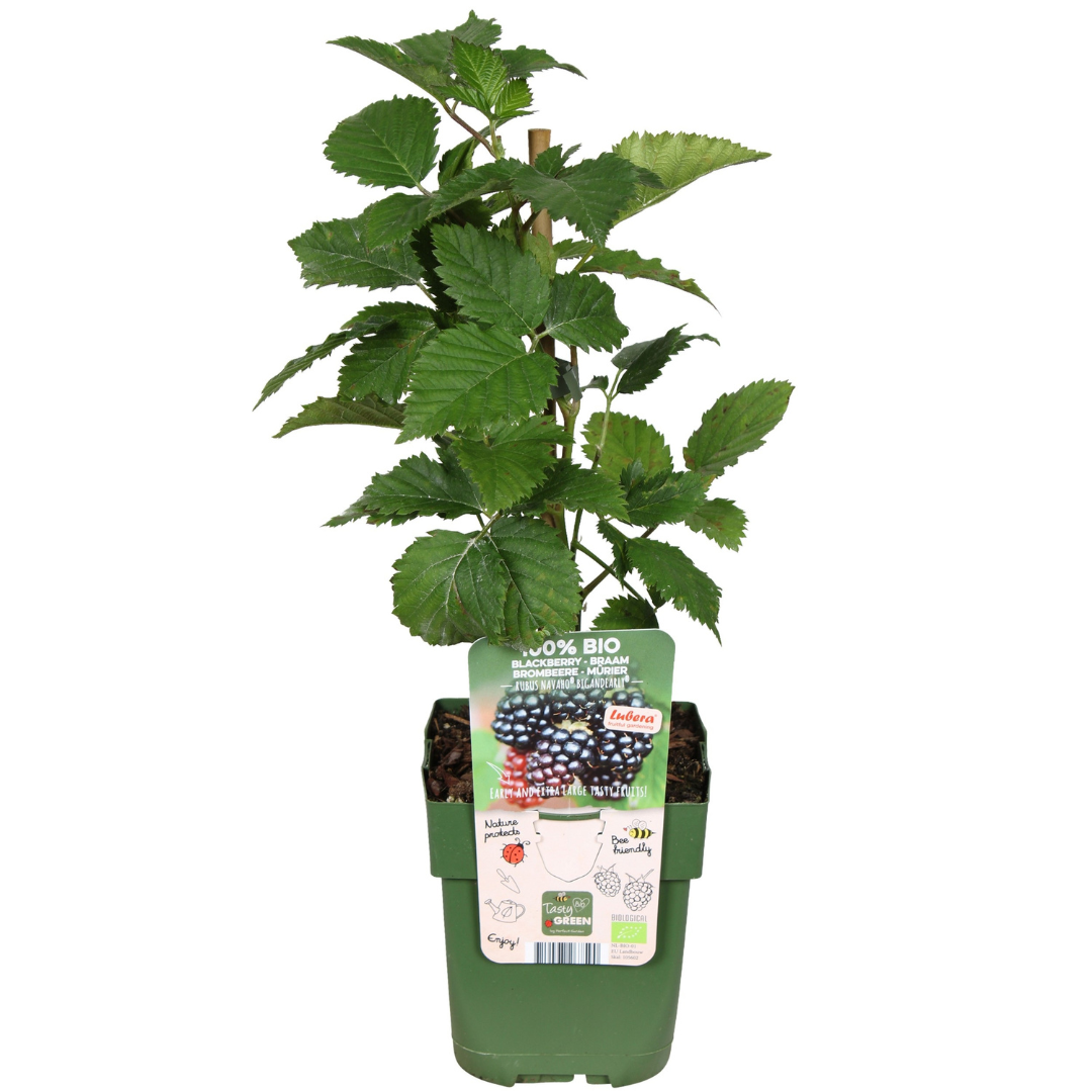 Bio-Brombeere – junge Pflanze im 13-cm-Topf, 20 cm Höhe
