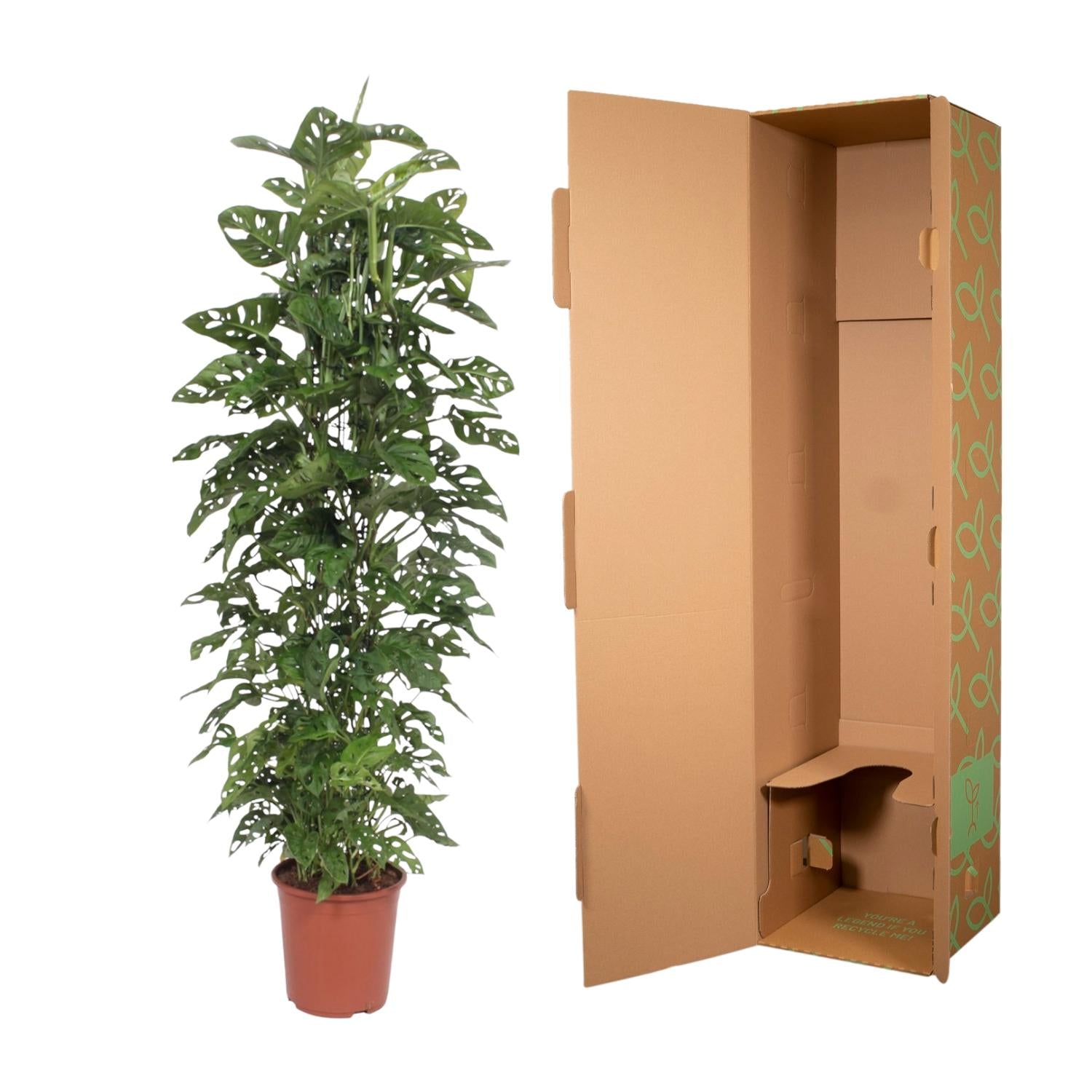 Monstera Monkey Leaf – Fensterblatt - 30-180 cm