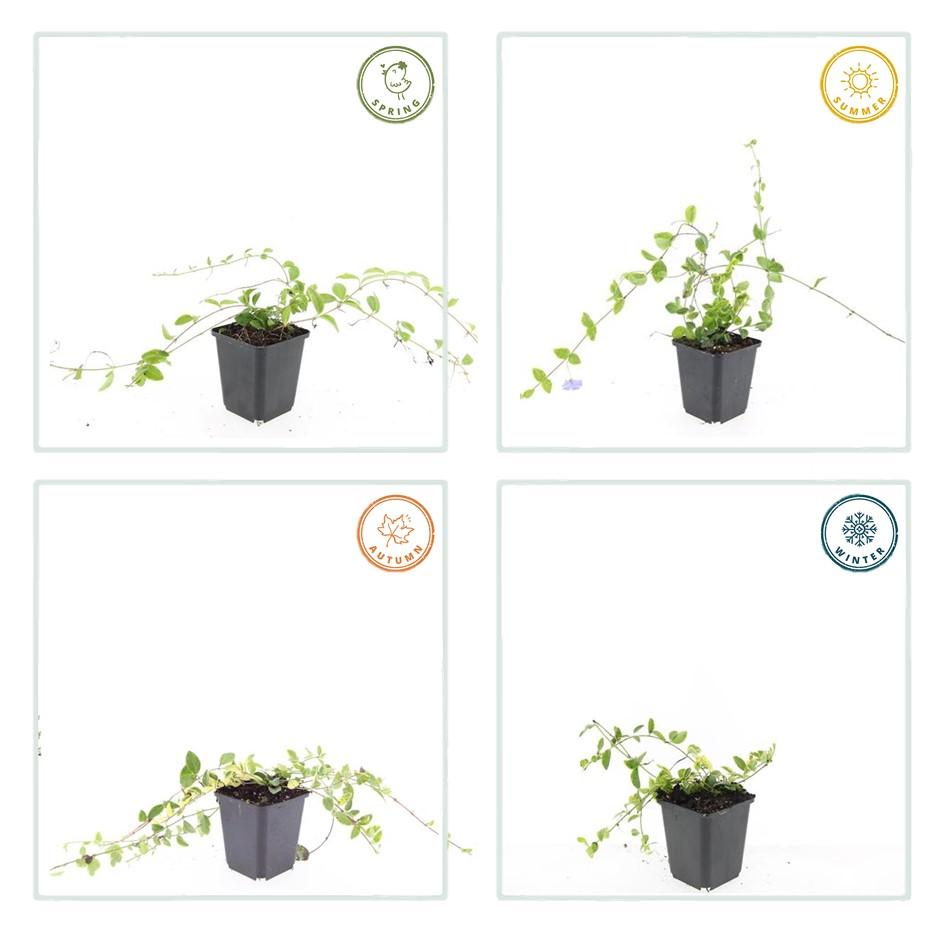 Kleines Immergrün ‘Blue and Gold’ (Vinca minor) – Ø9 cm, 10–25 cm Höhe