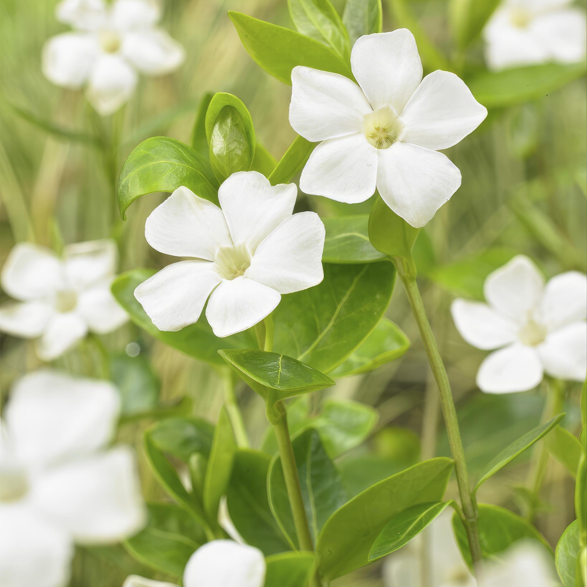 Vinca minor ‘Alba’ – weiß blühende Bodendeckerpflanze, 9 cm Topf, 10–25 cm Höhe