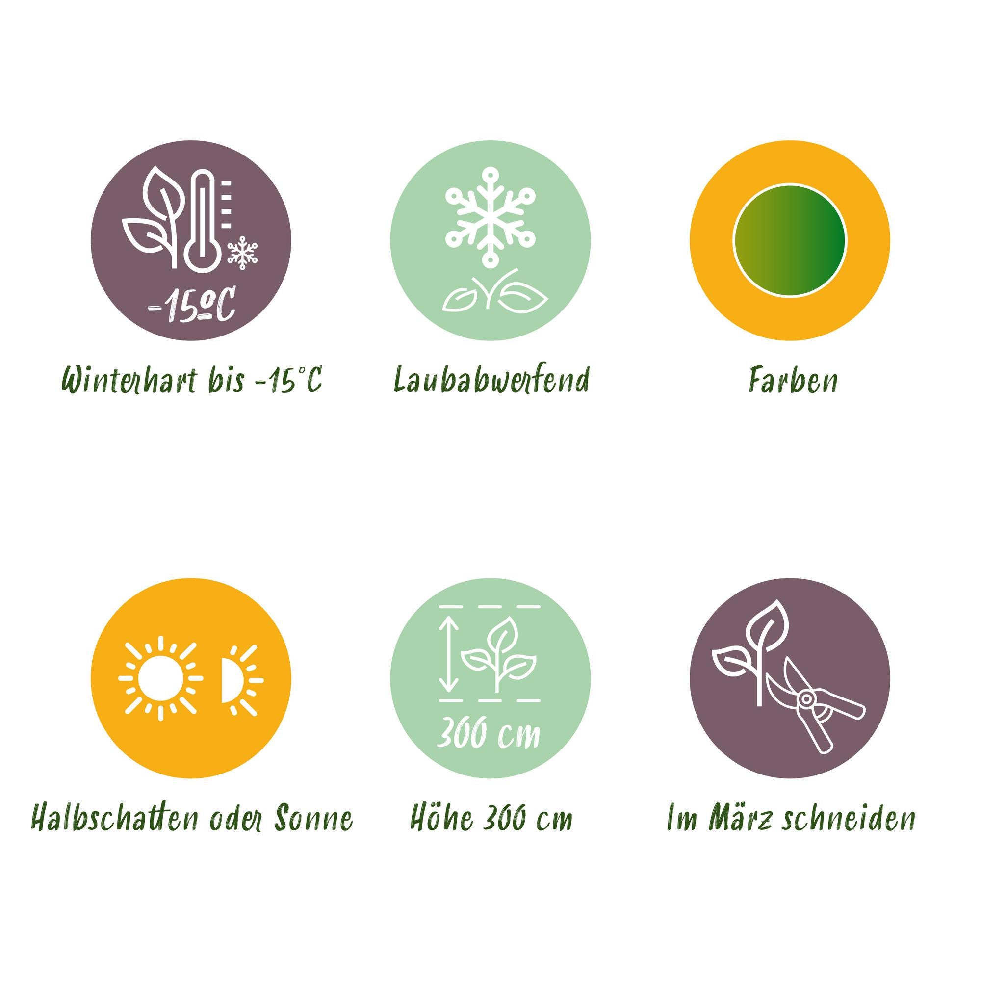 Japanese maple 'Koto-no-ito' – ornamental shrub for balcony and garden, 19 cm pot, 70 cm