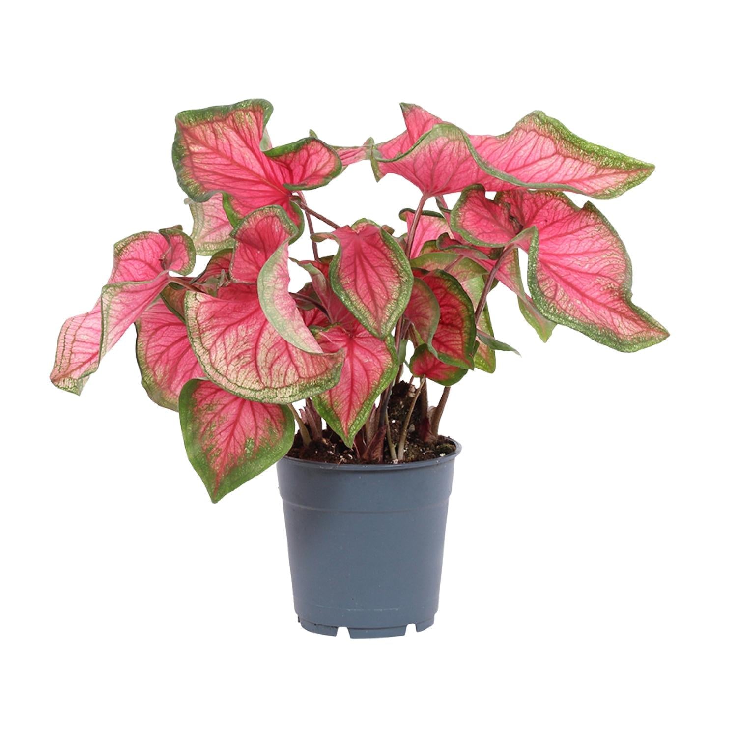 Caladium – Engelsflügel - 12cm  - verschiedene Farben
